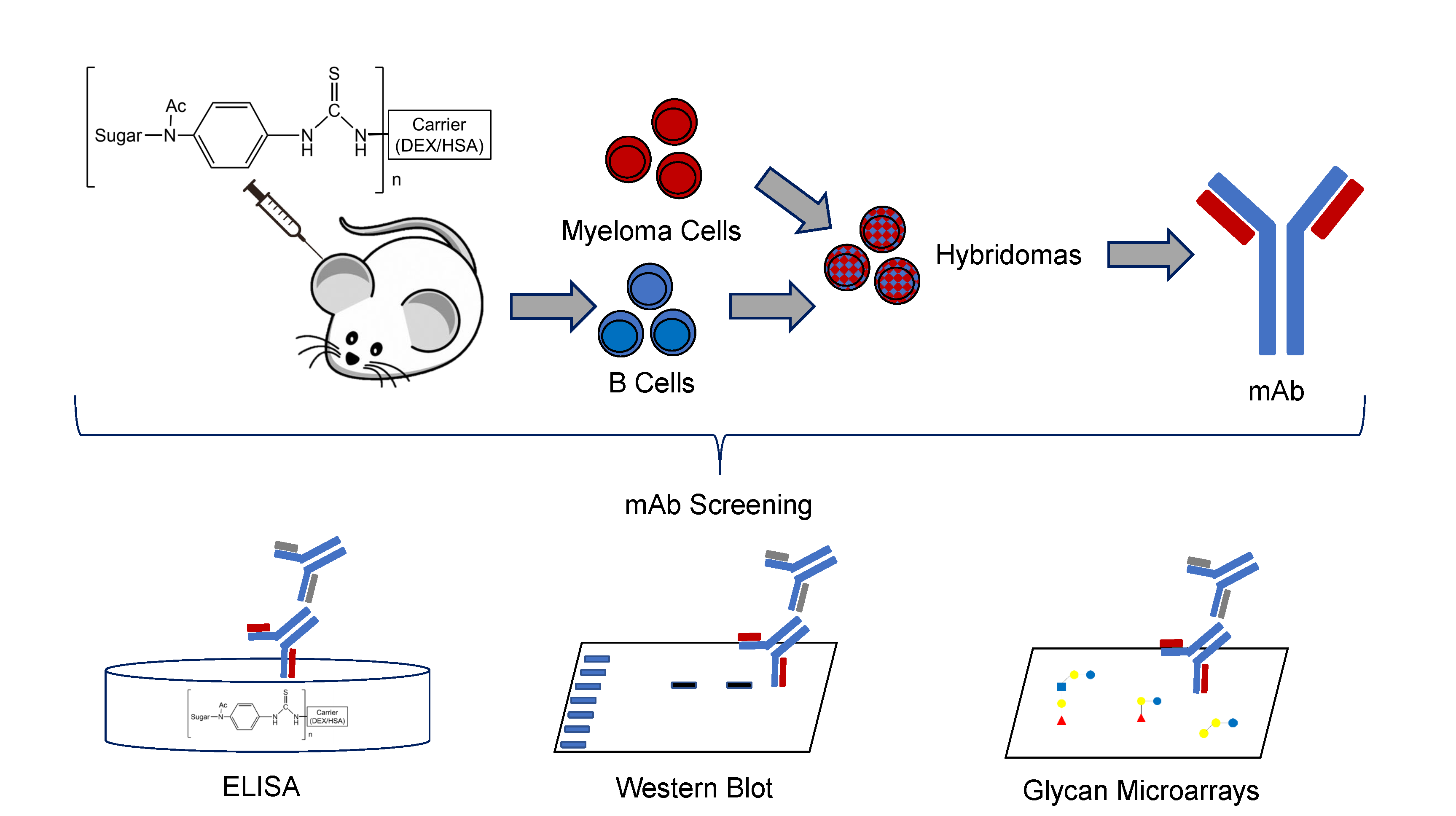 An Introduction To Monoclonal Antibodies Inteldevconference