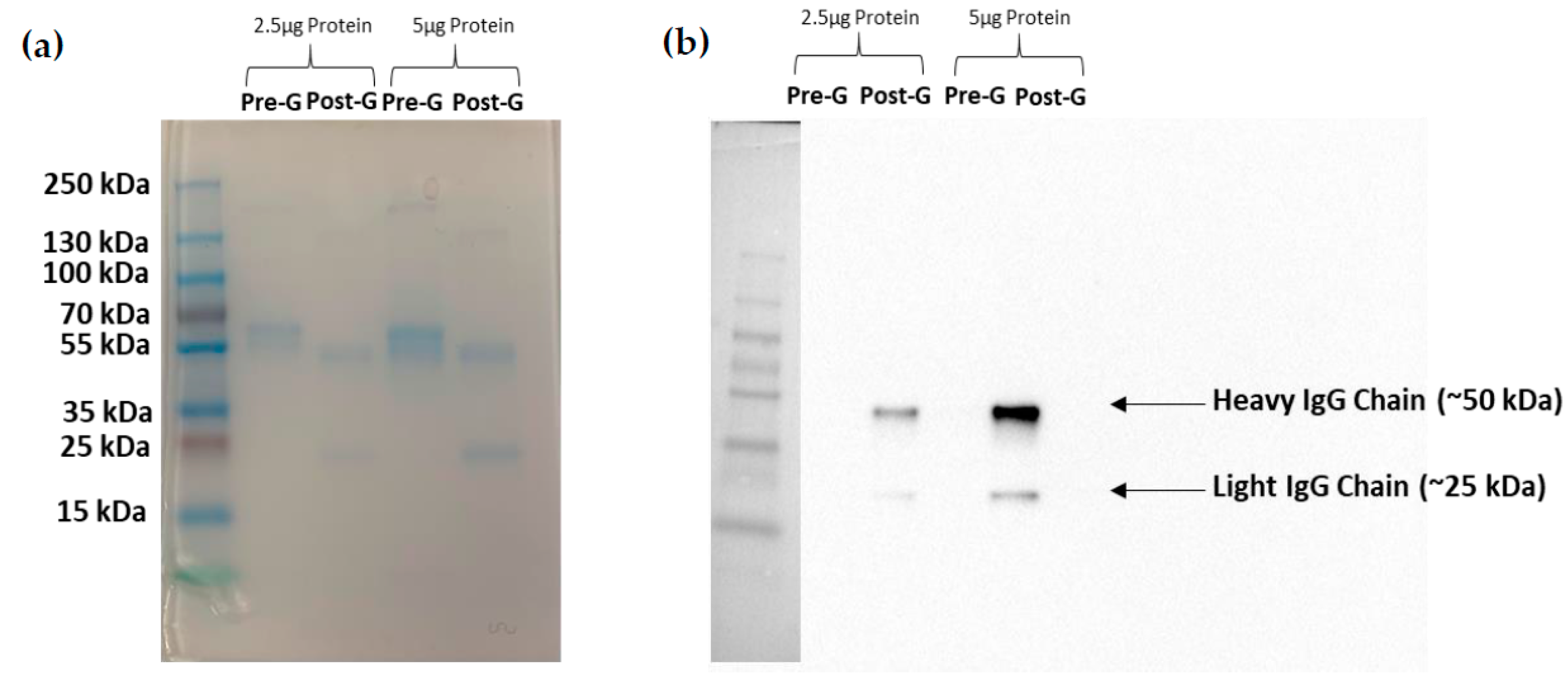 Antibodies 09 00048 g004 Antibodies 09 00048 g004