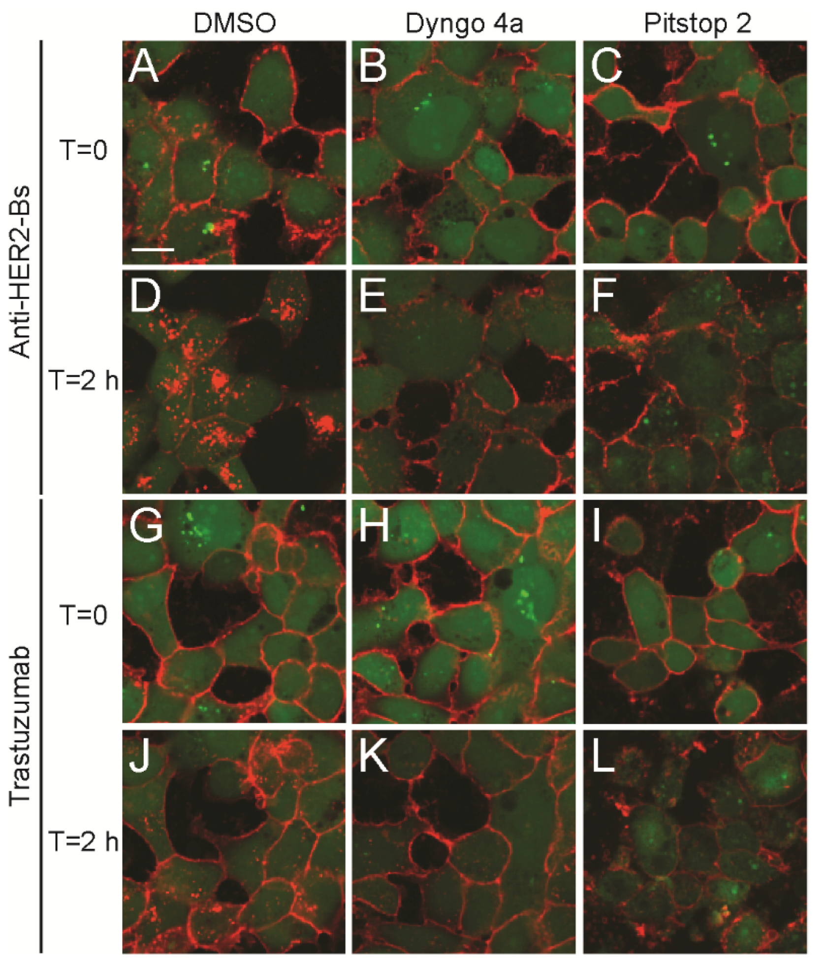 Antibodies 09 00049 g002 Antibodies 09 00049 g002