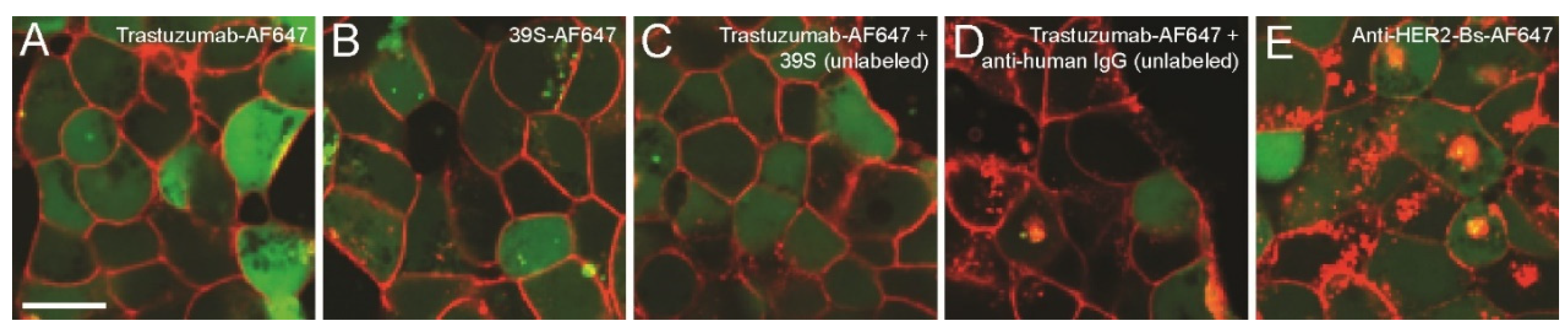 Antibodies 09 00049 g003 Antibodies 09 00049 g003