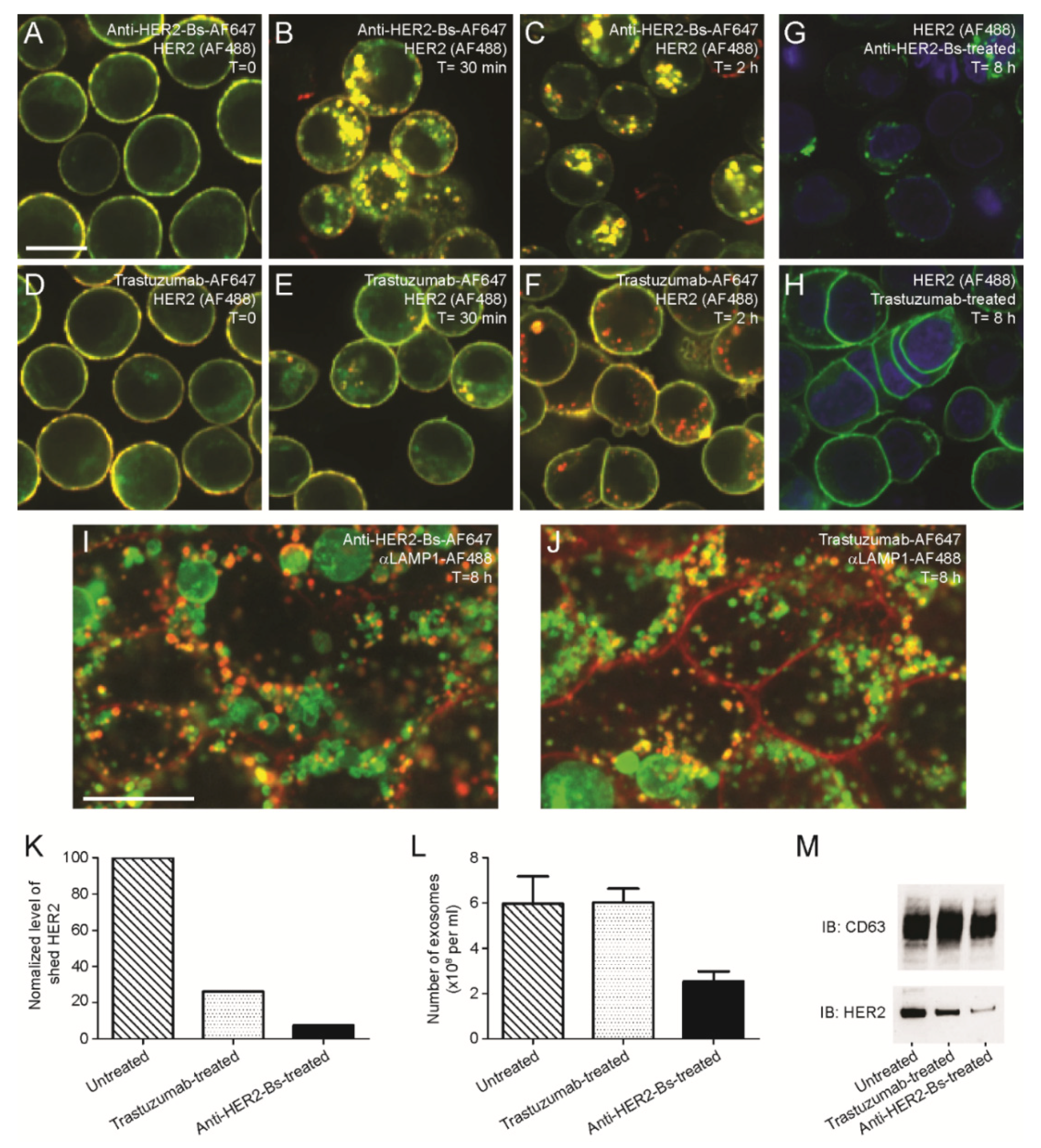 Antibodies 09 00049 g006 Antibodies 09 00049 g006