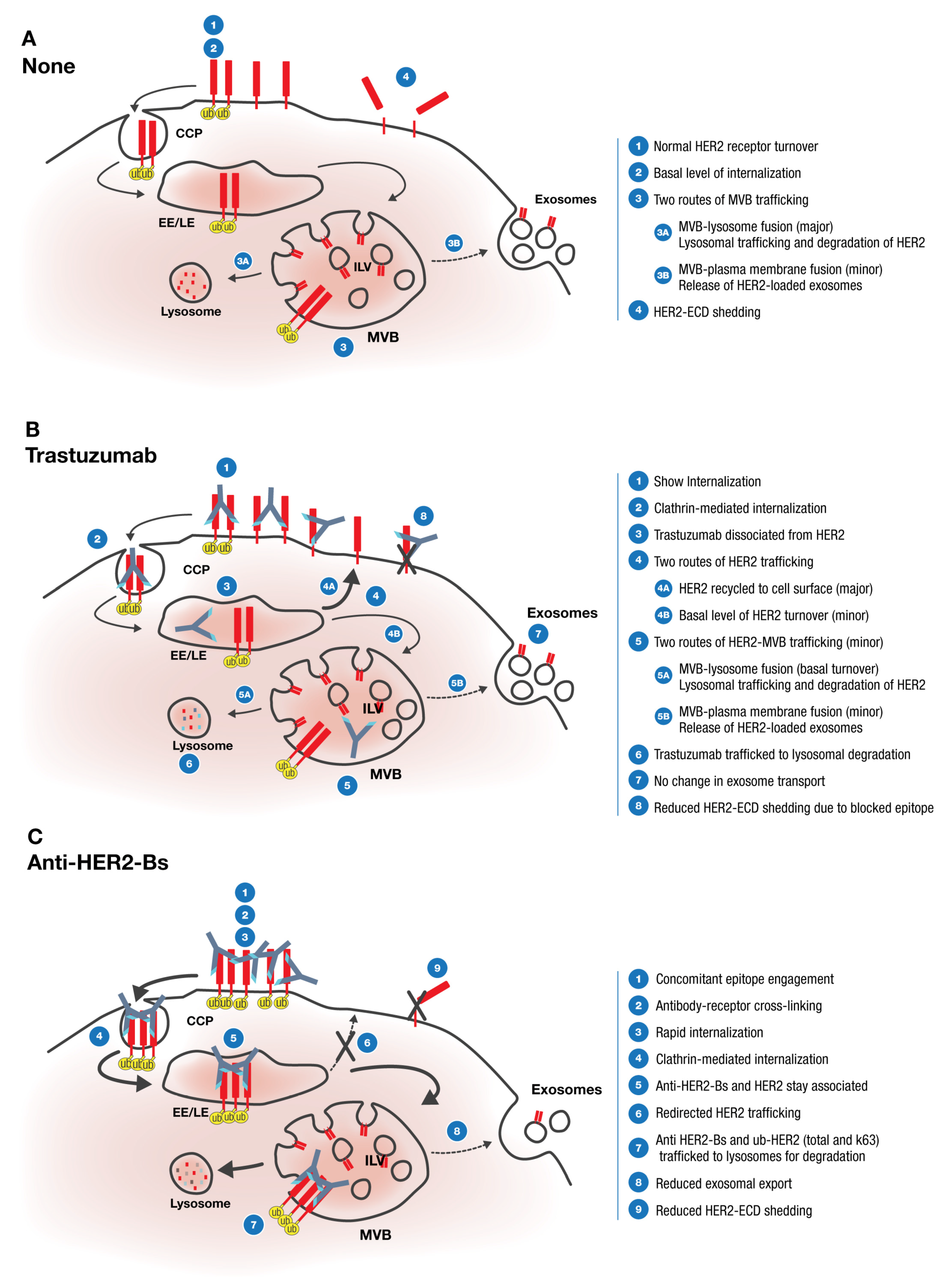 Antibodies 09 00049 g007 Antibodies 09 00049 g007