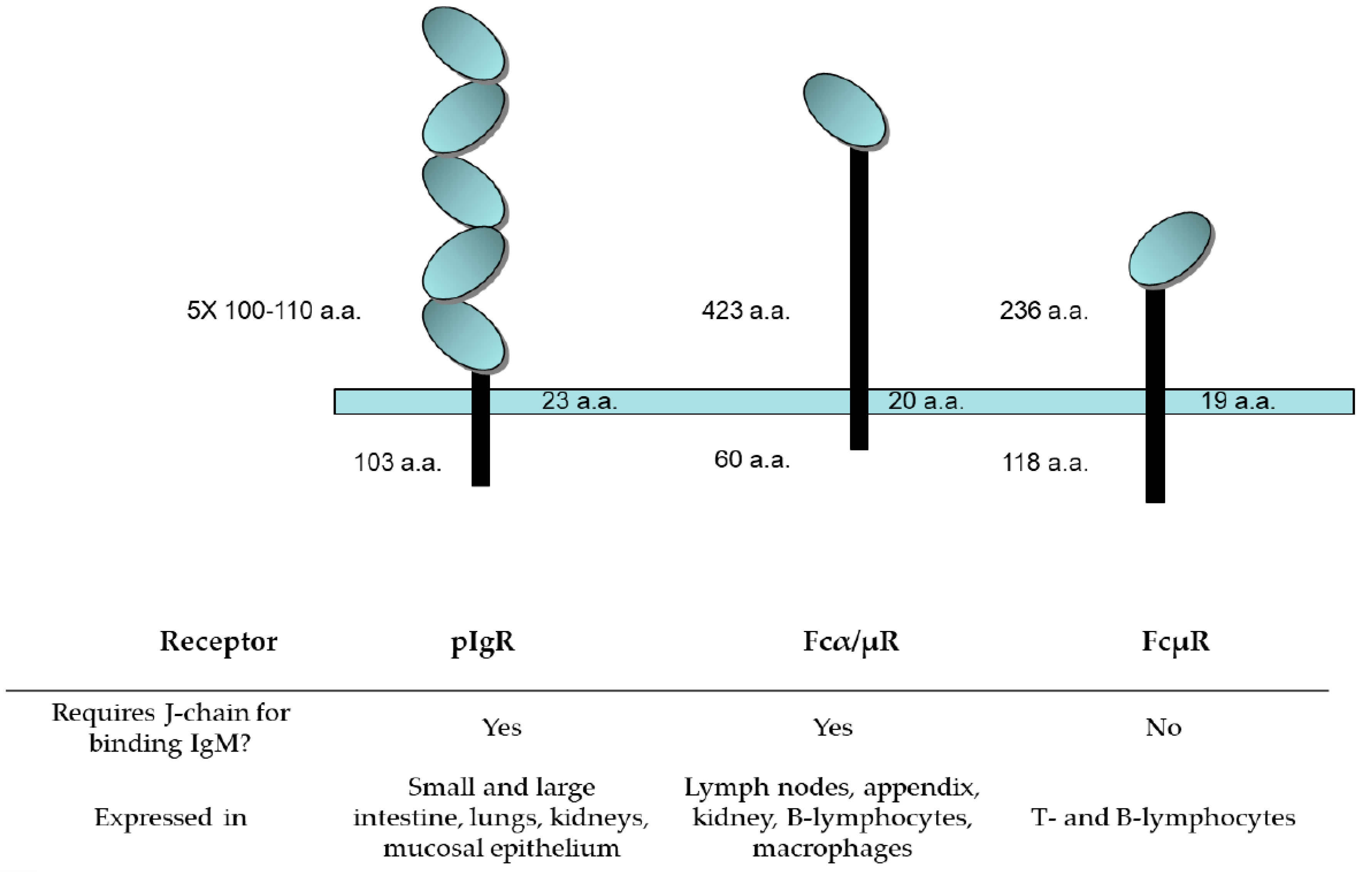 Antibodies 09 00053 g008 Antibodies 09 00053 g008