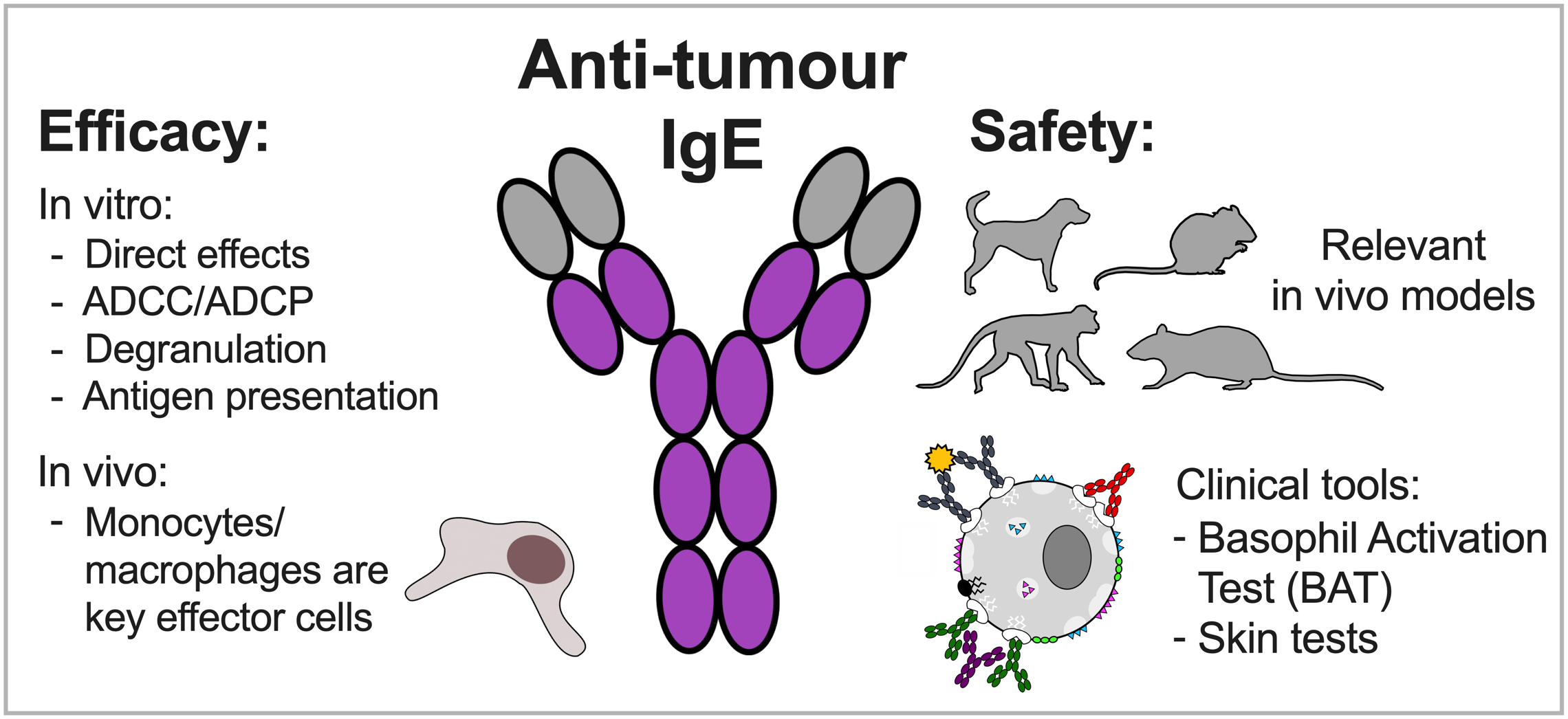 Antibodies Free FullText IgE Antibodies against Cancer Efficacy