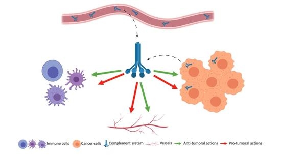 Antibodies Free Full Text Complement System Promoter Or Suppressor Of Cancer Progression Html
