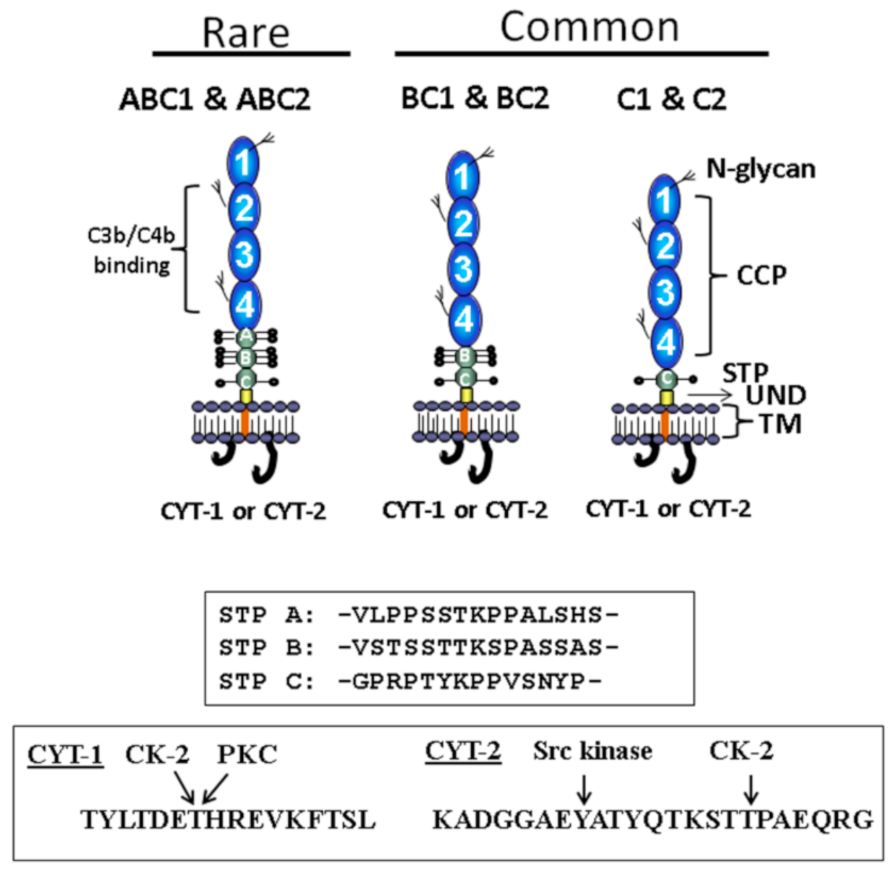 Antibodies 09 00059 g001 Antibodies 09 00059 g001
