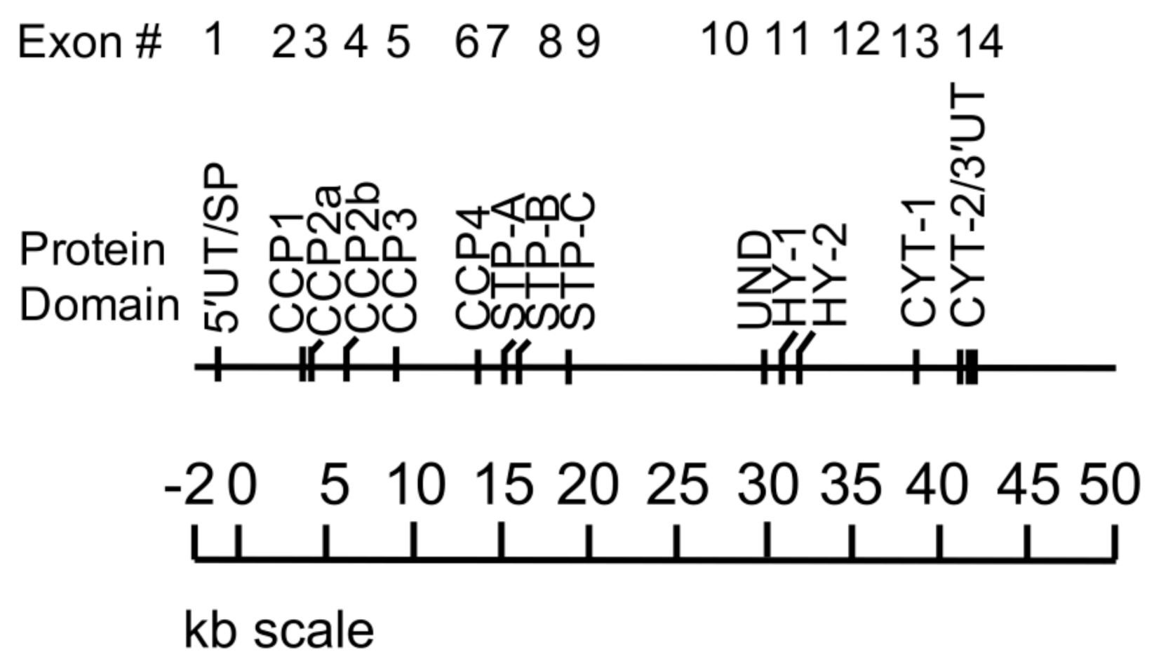 Antibodies 09 00059 g002 Antibodies 09 00059 g002