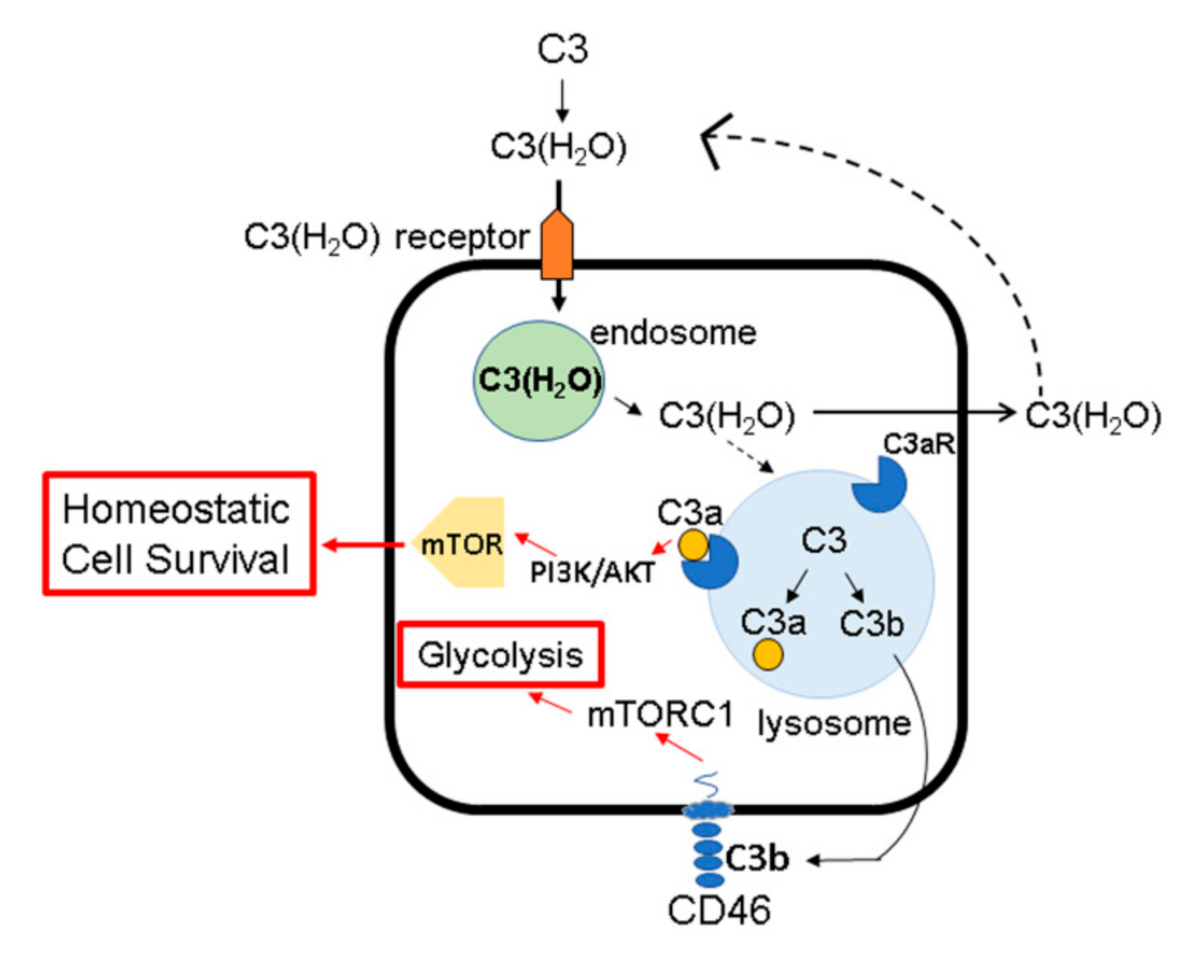 Antibodies 09 00059 g004 Antibodies 09 00059 g004