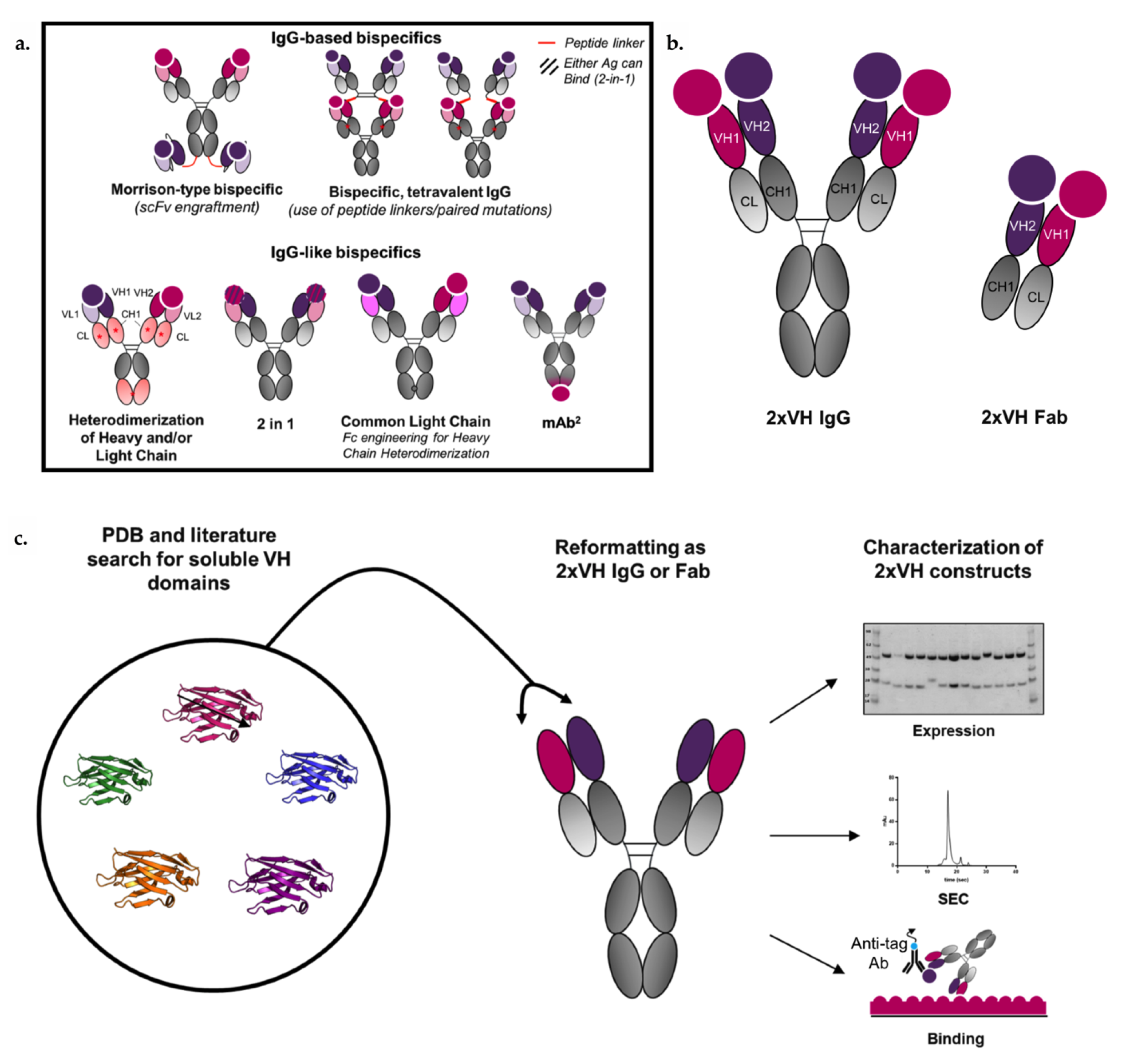 Antibodies 09 00062 g001 Antibodies 09 00062 g001