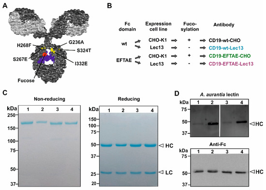 antibodies-09-00063-g001-550.jpg