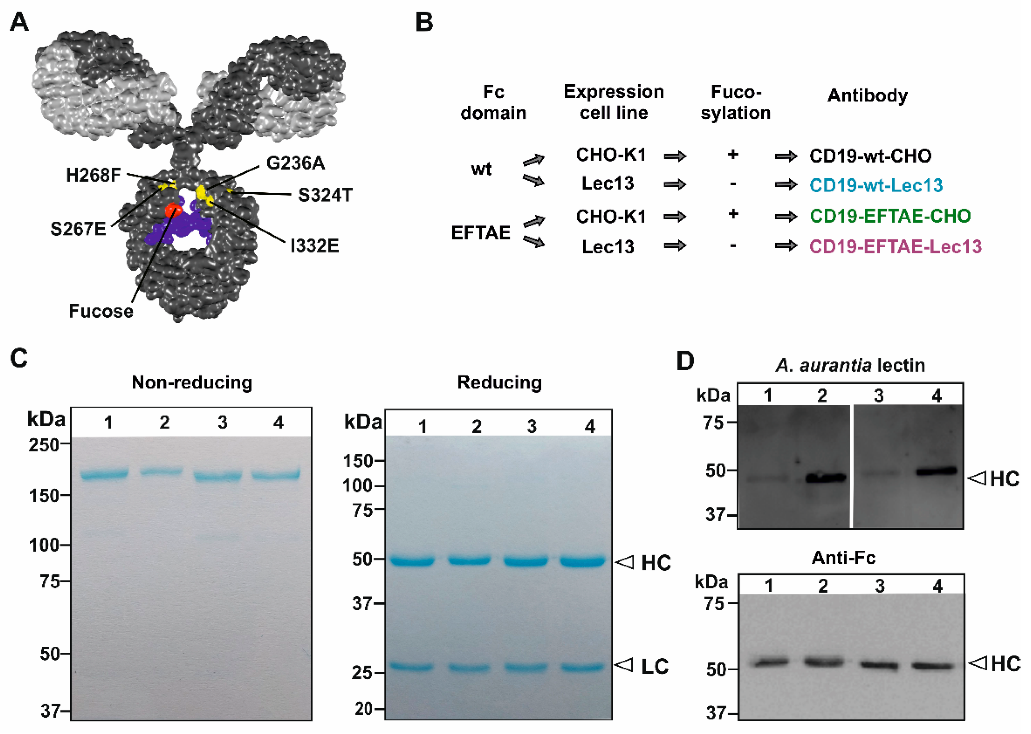 Antibodies 09 00063 g001 Antibodies 09 00063 g001