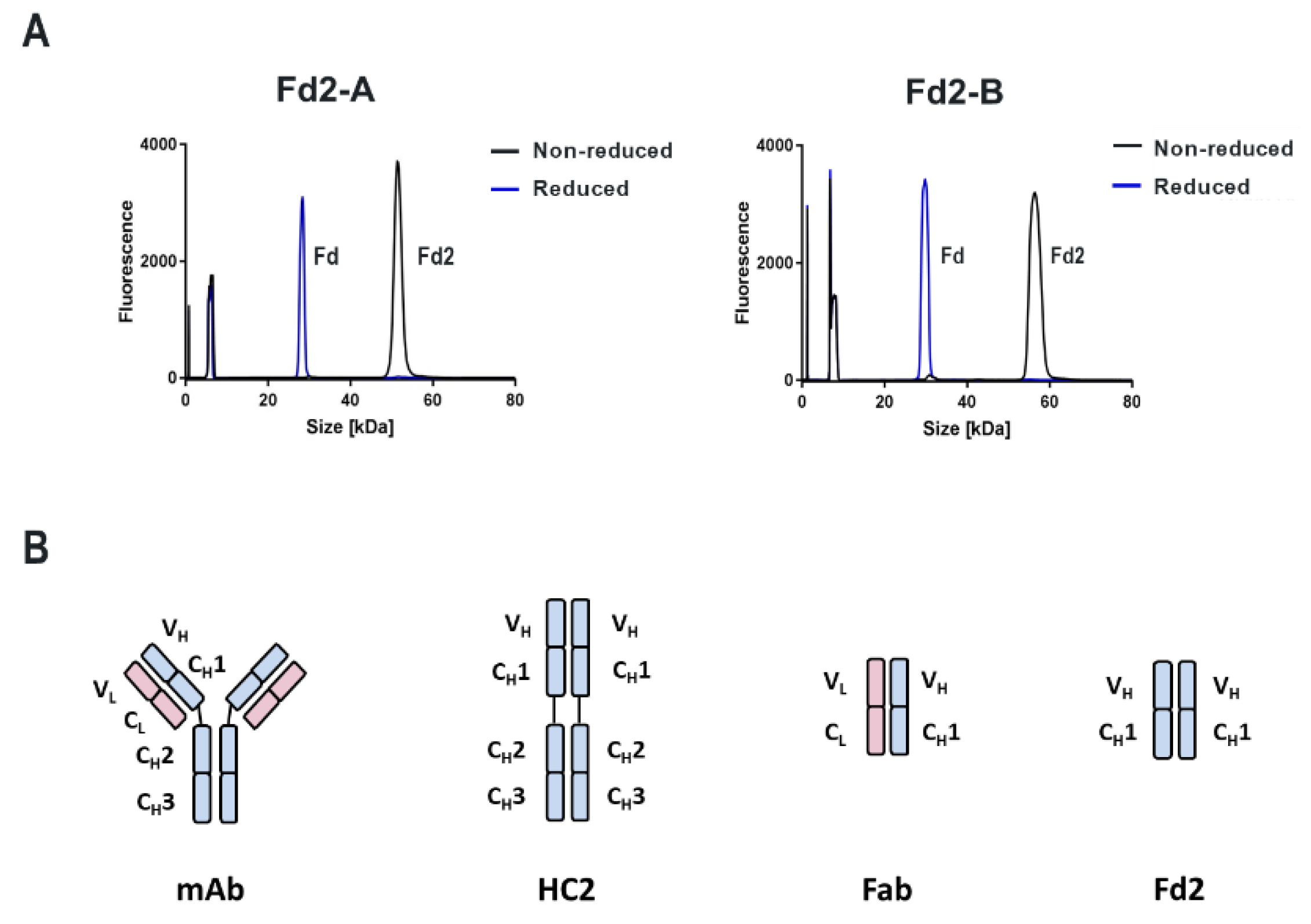 Antibodies 09 00066 g002