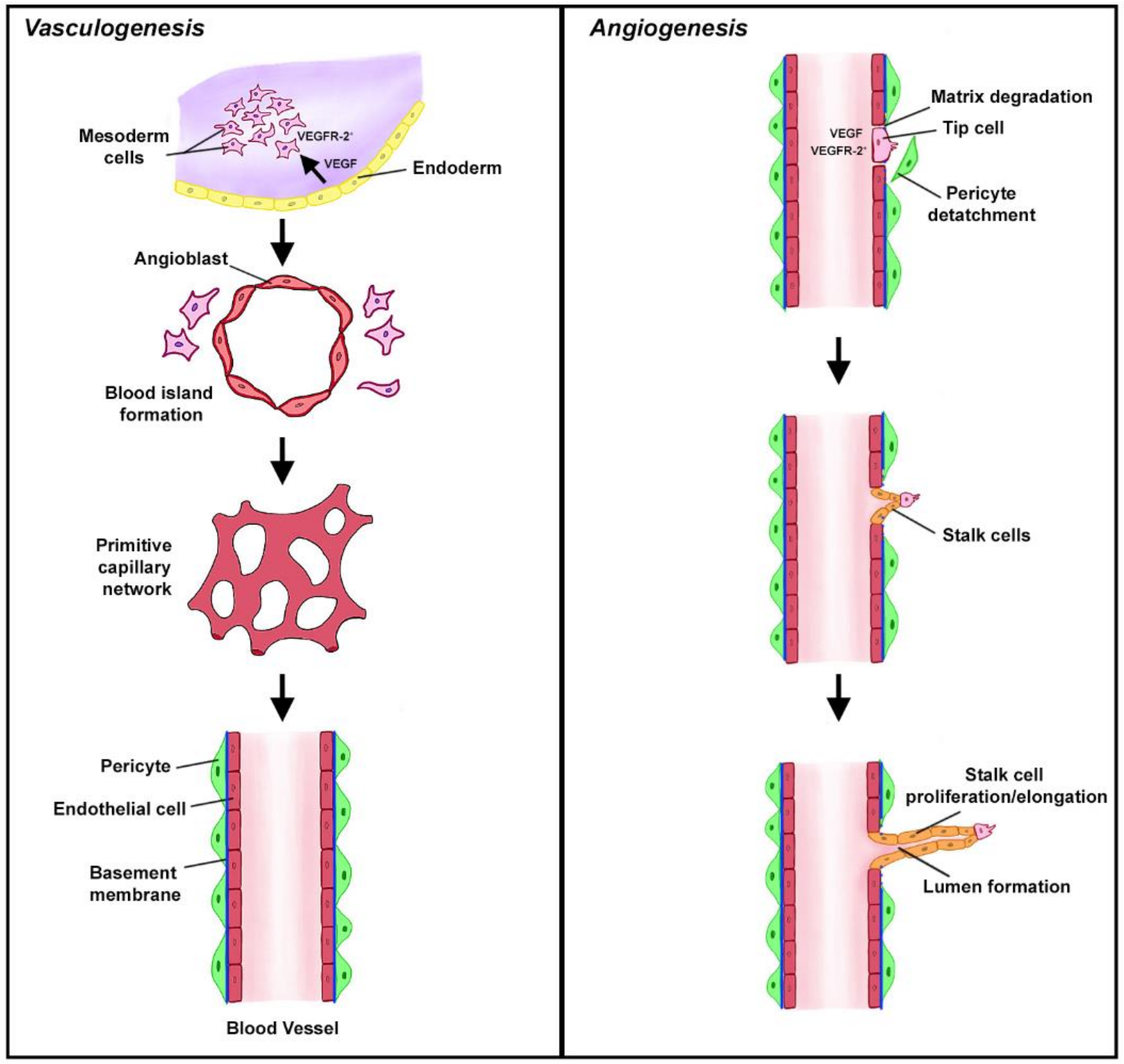 Antibodies 09 00067 g001