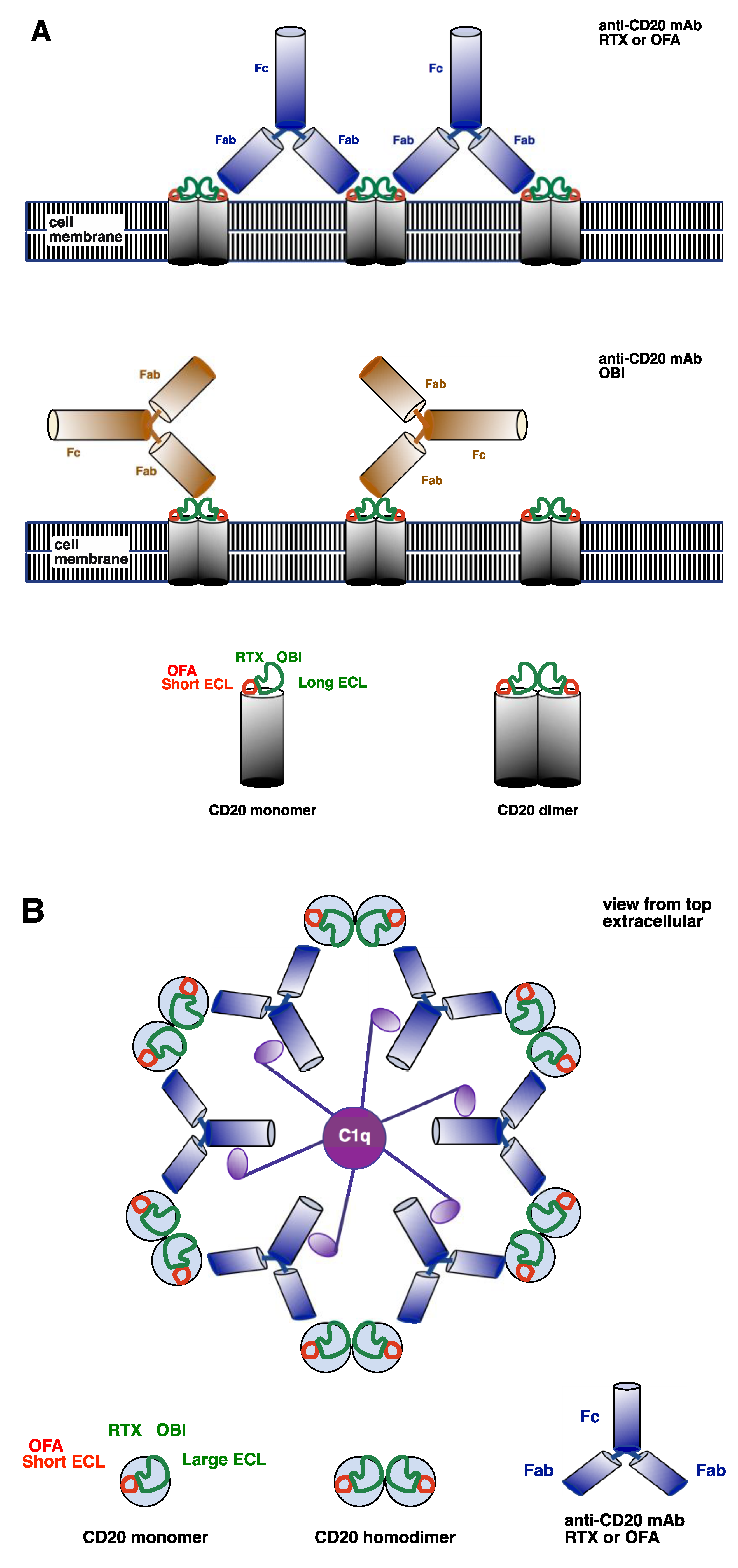 Antibodies 09 00068 g002 Antibodies 09 00068 g002