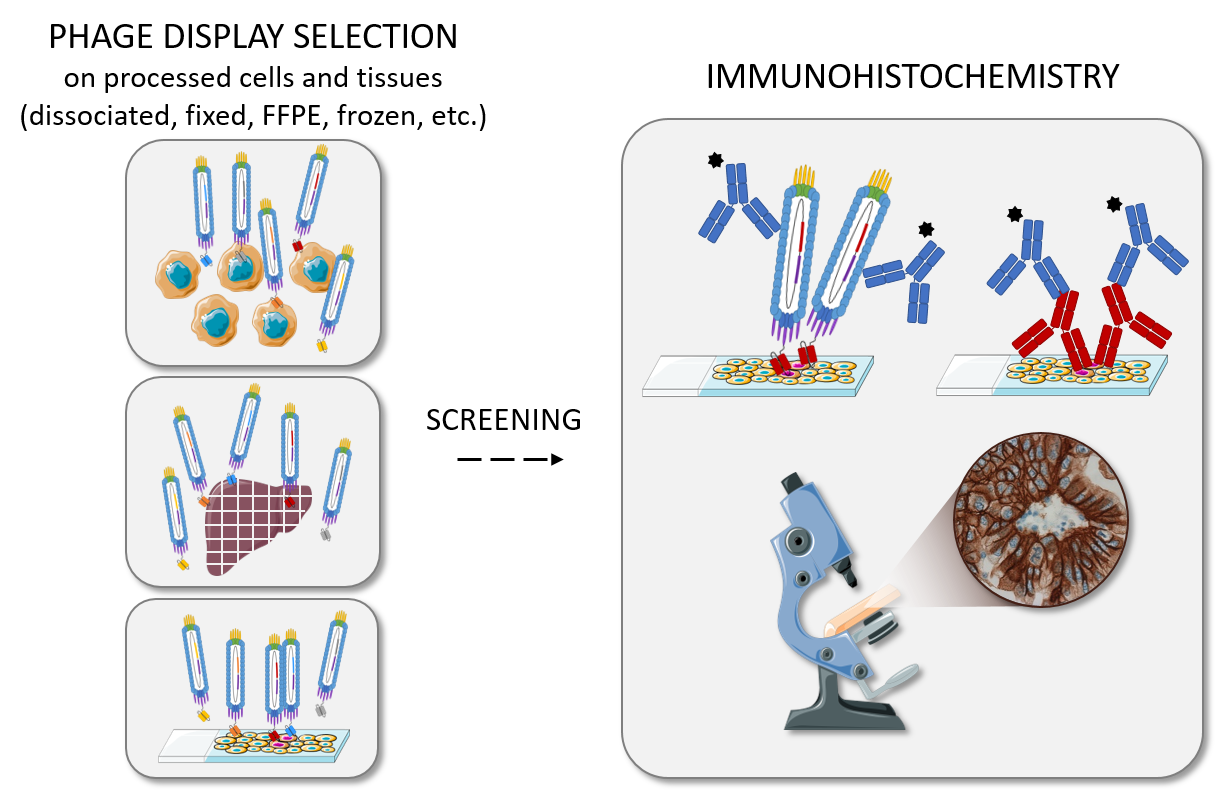 Antibodies Free FullText Antibody Identification for Antigen Detection in FormalinFixed