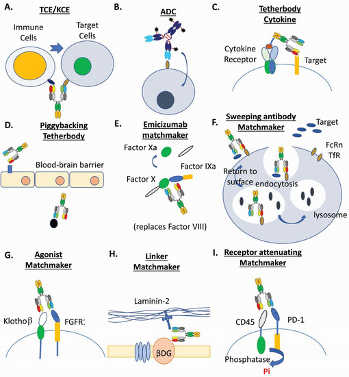 Antibodies 10 00013 g001 550