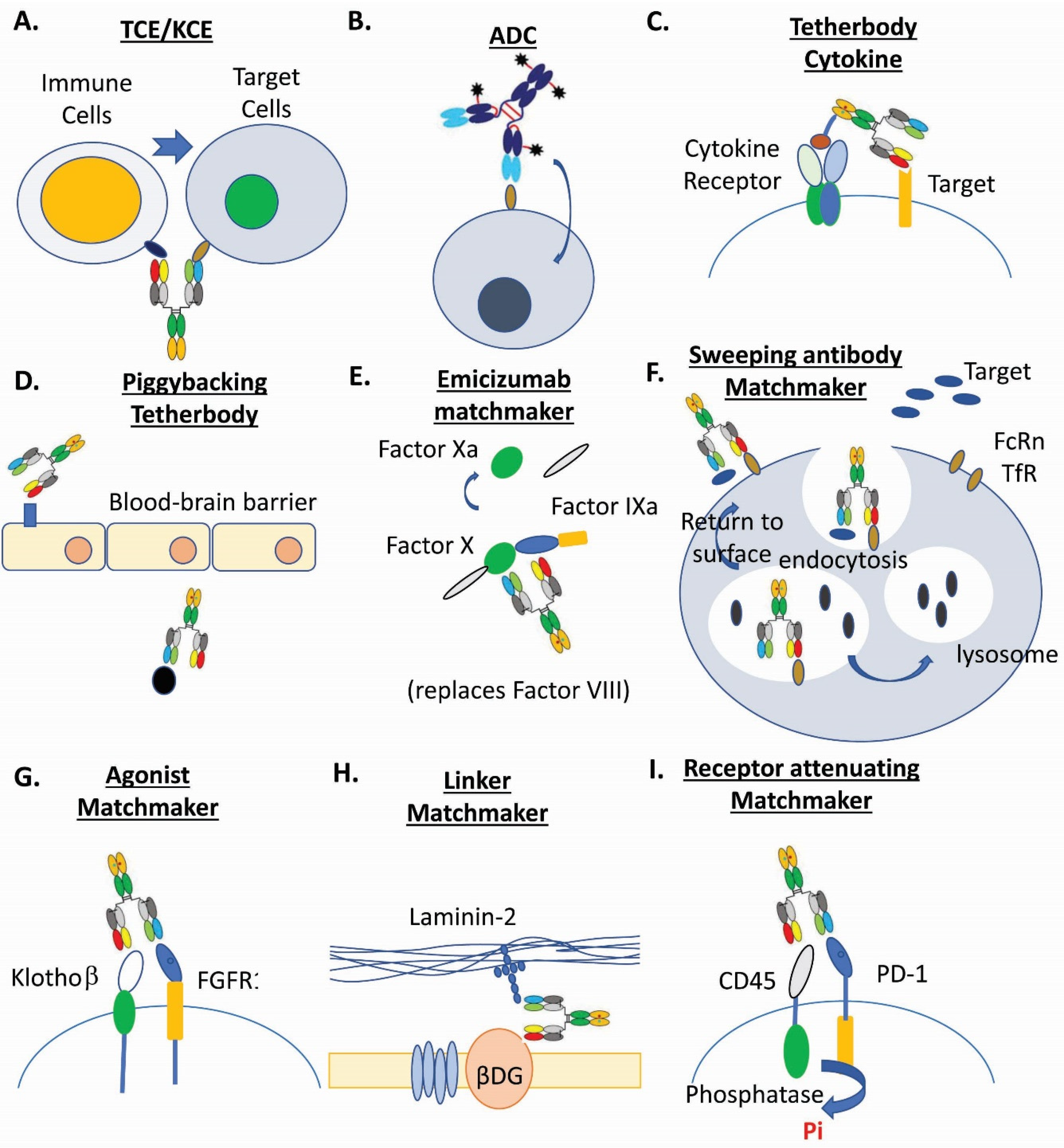 Antibodies Free Full Text Recent Advances In The Molecular Design And Applications Of Multispecific Biotherapeutics Html