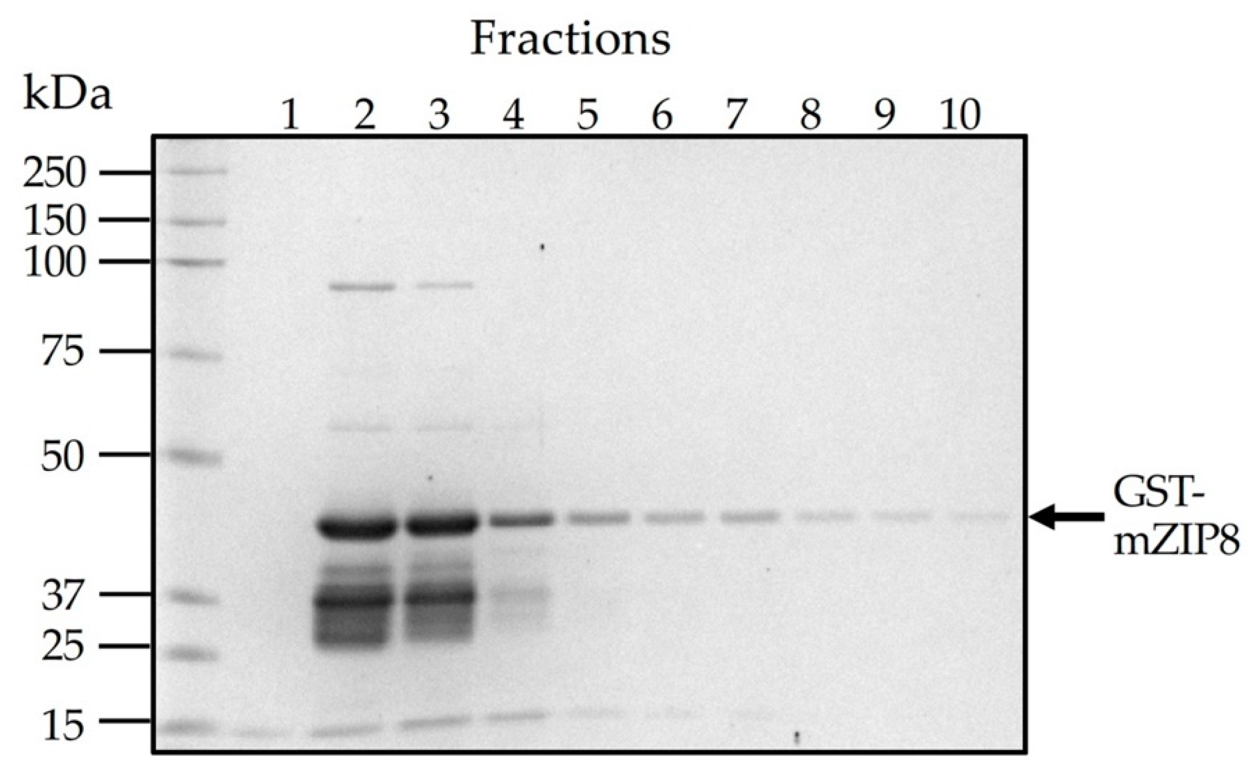 Antibodies 10 00016 g003