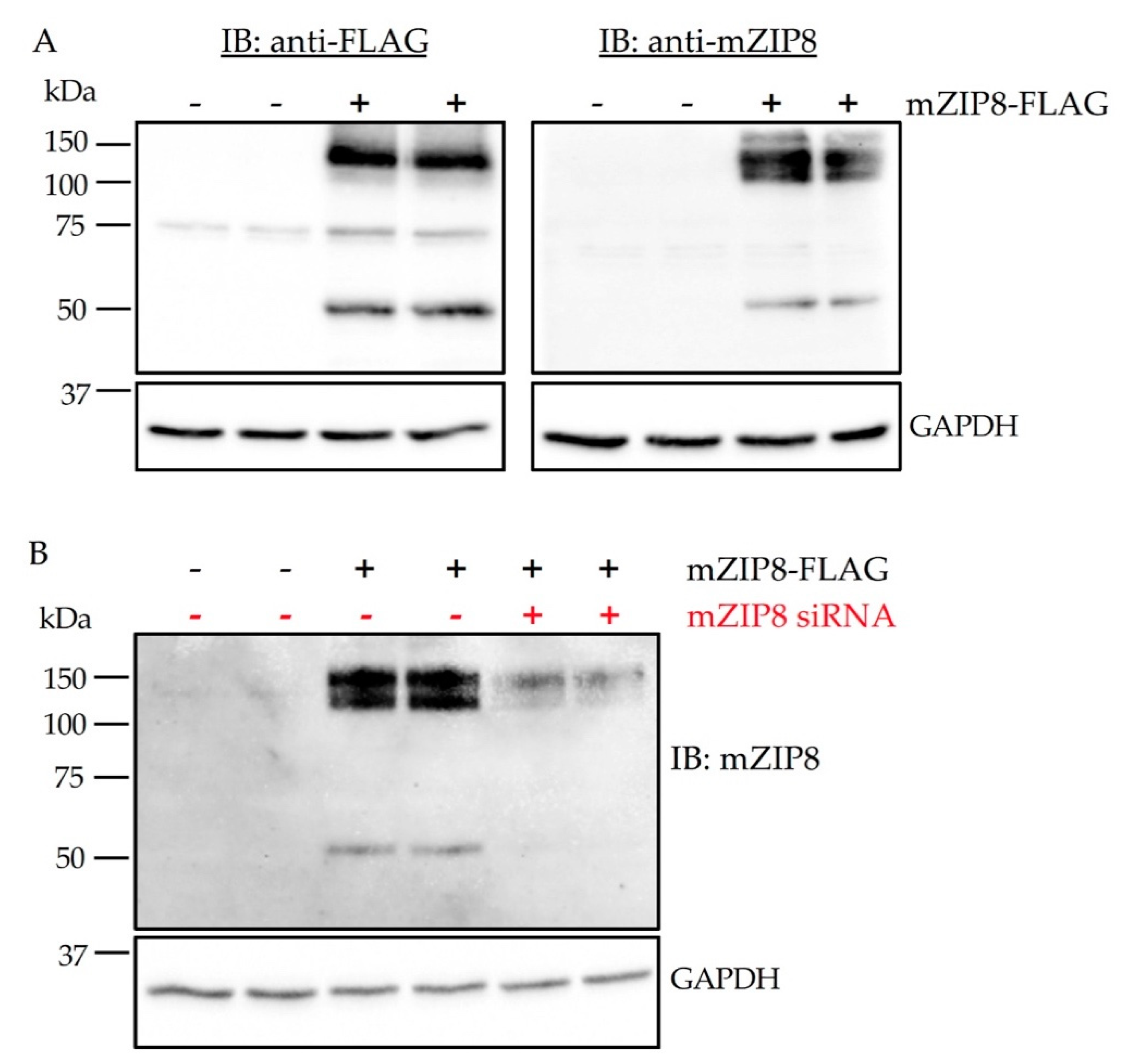 Antibodies 10 00016 g005