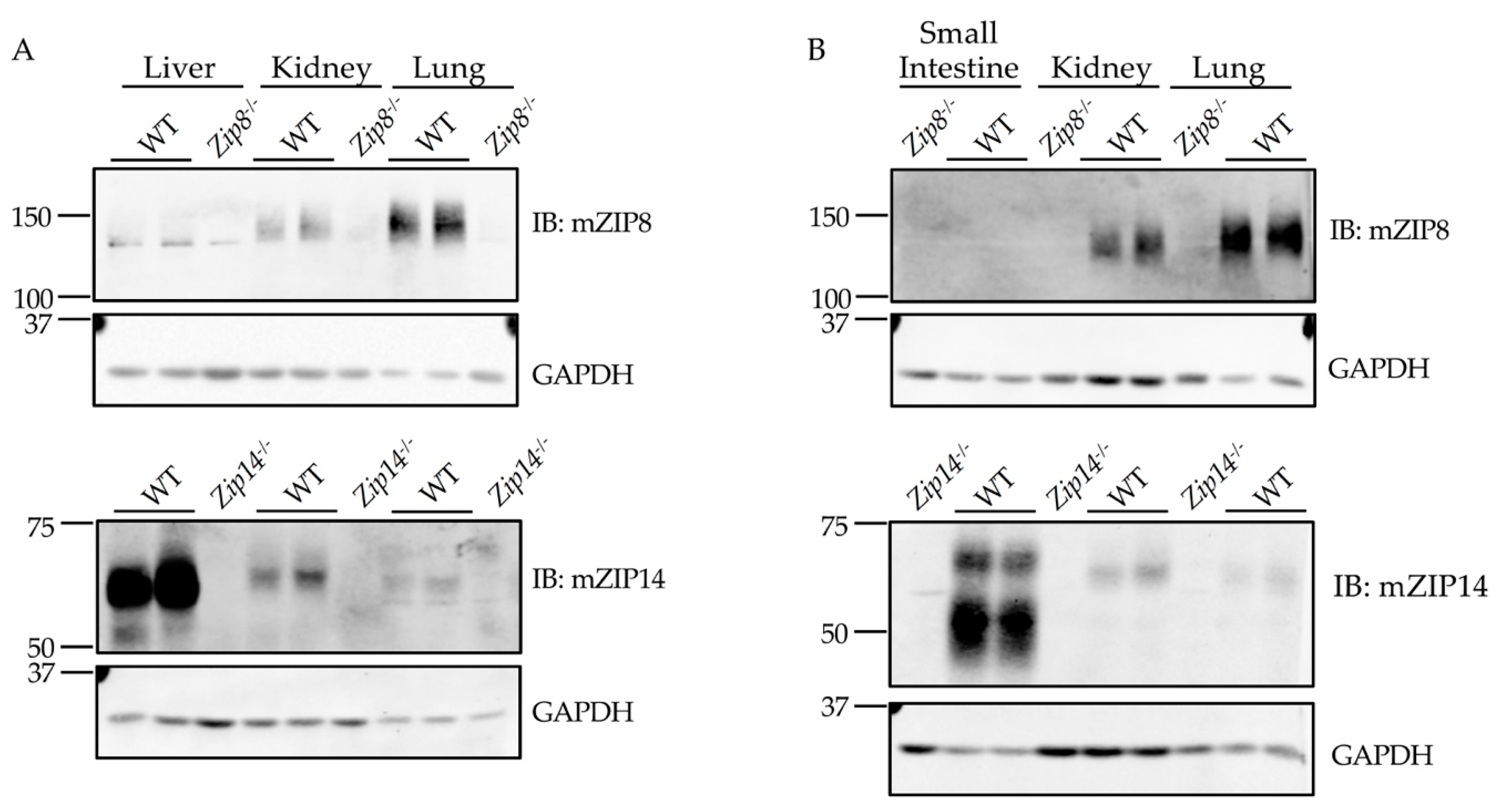Antibodies 10 00016 g007