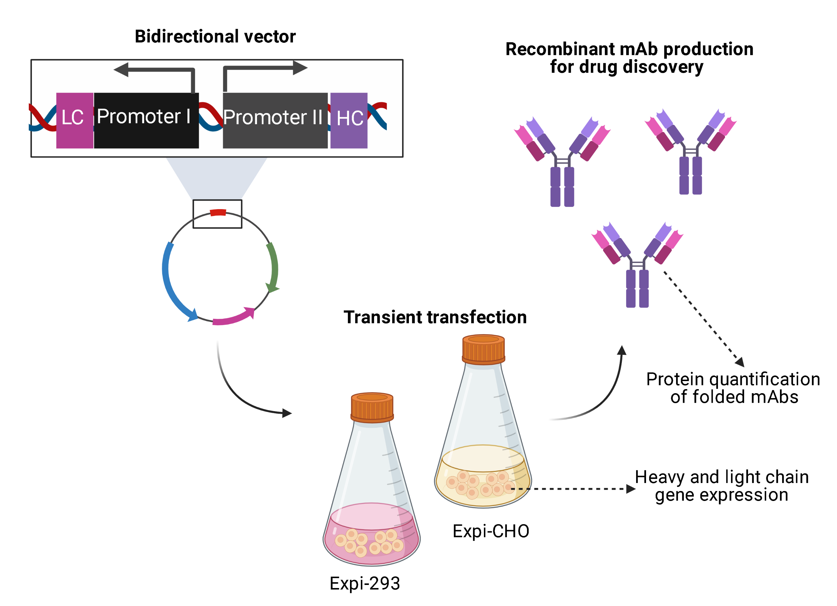 Antibodies Free FullText Antibody Production Using a