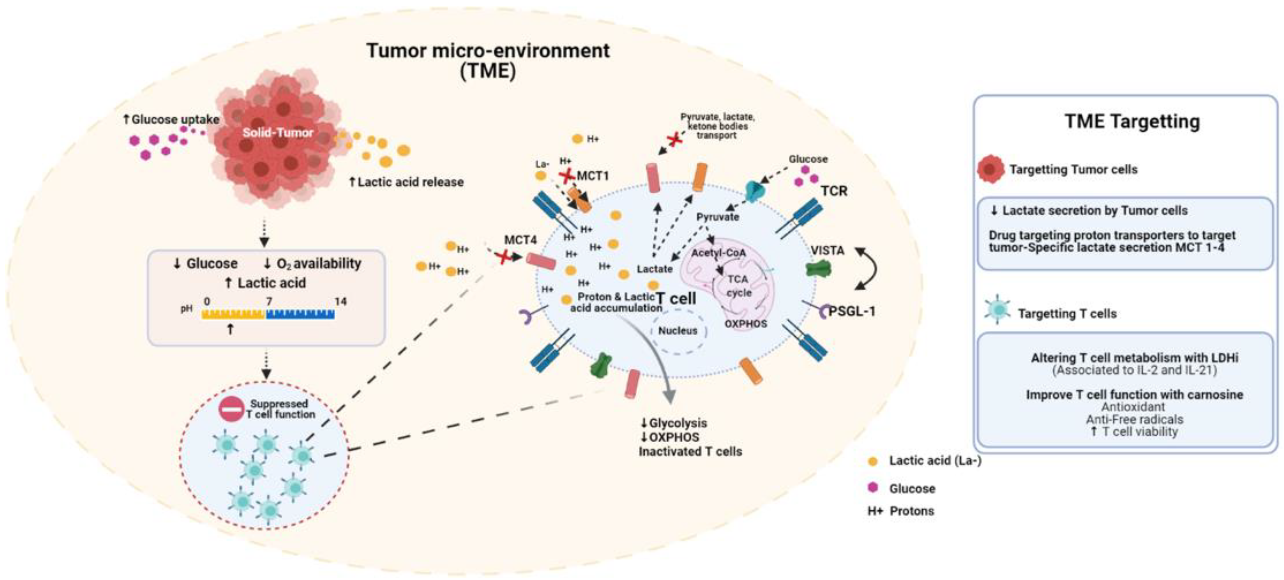 Antibodies 10 00025 g001