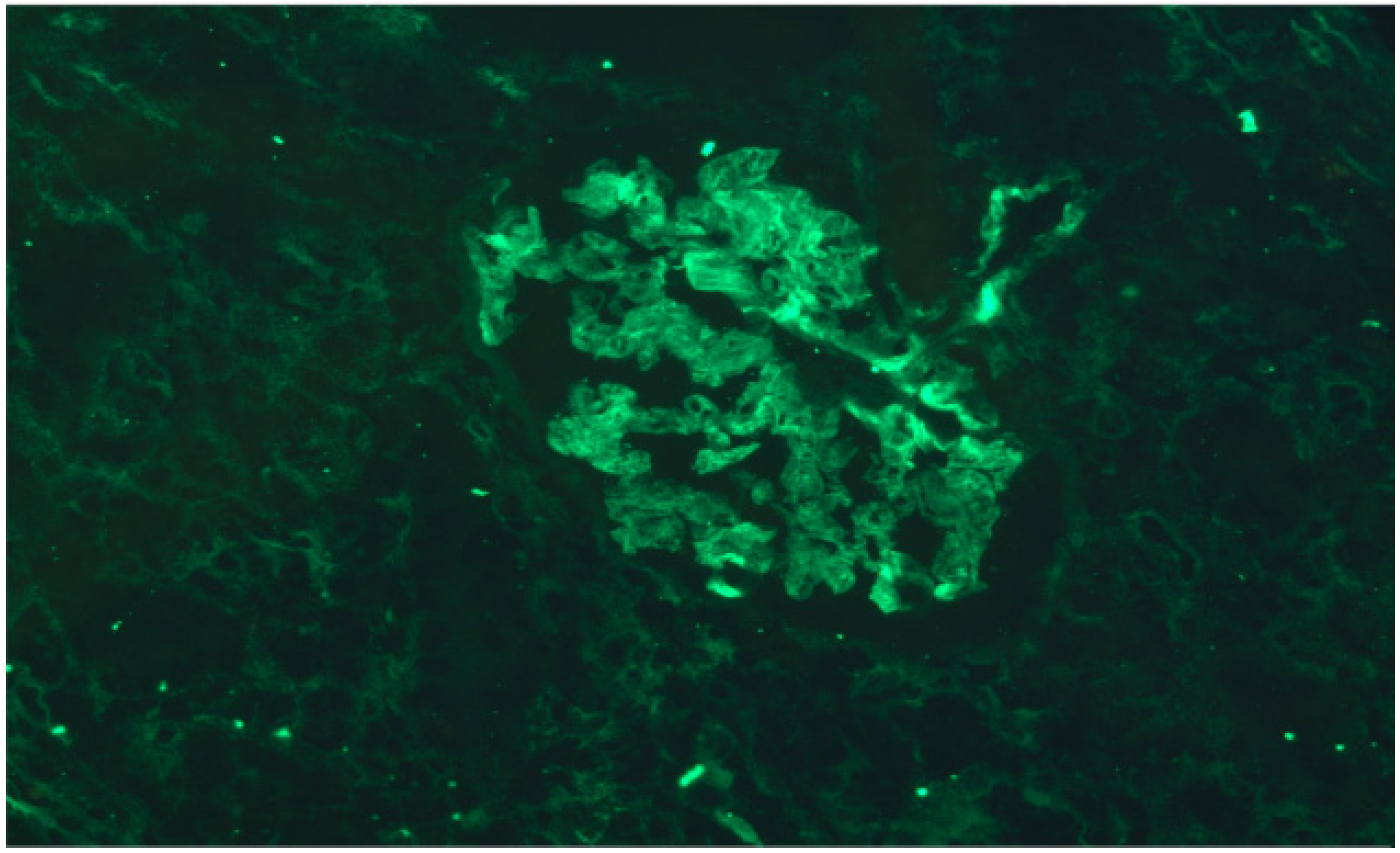 Antibodies 10 00028 g005 550