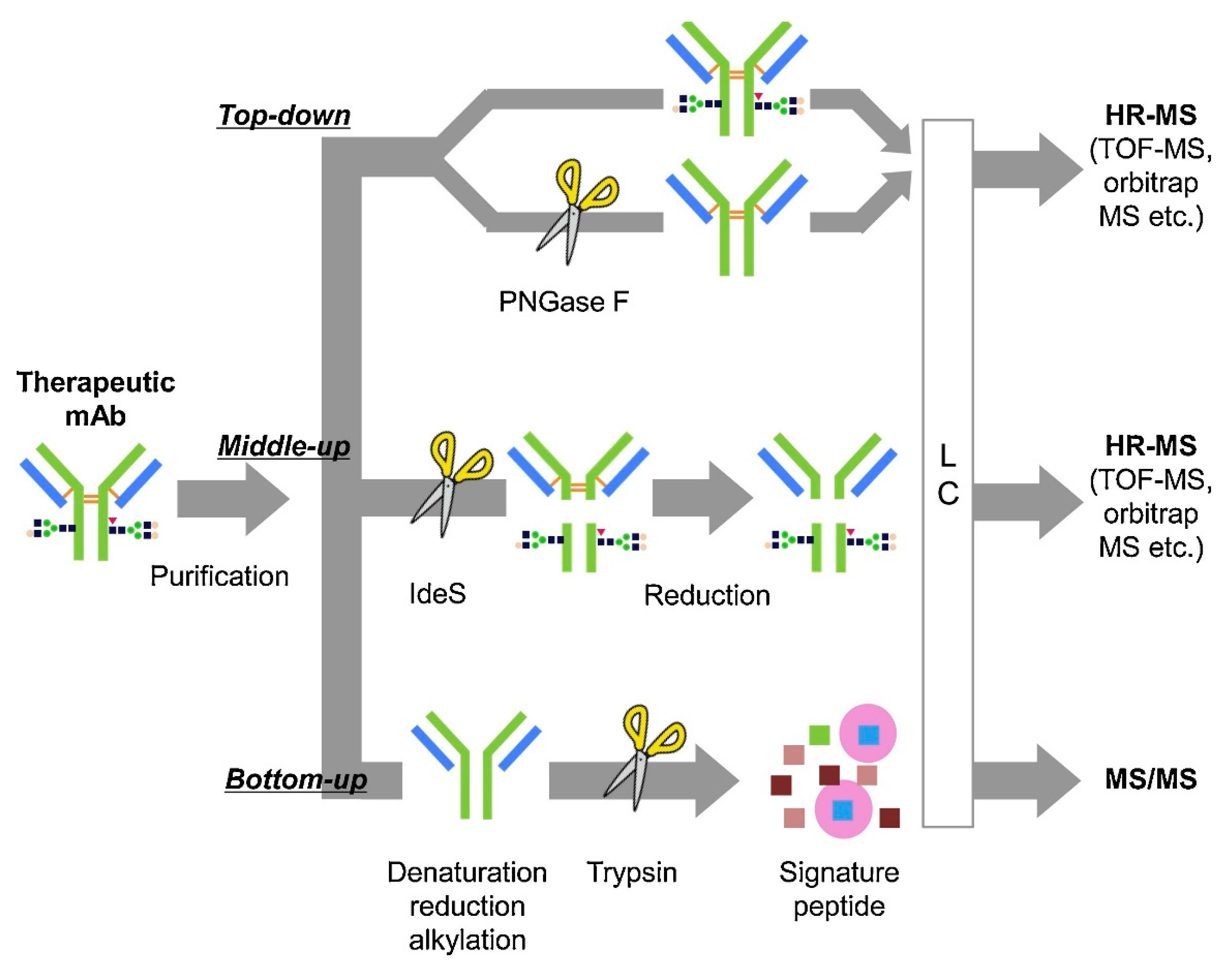 Antibodies 10 00030 g005