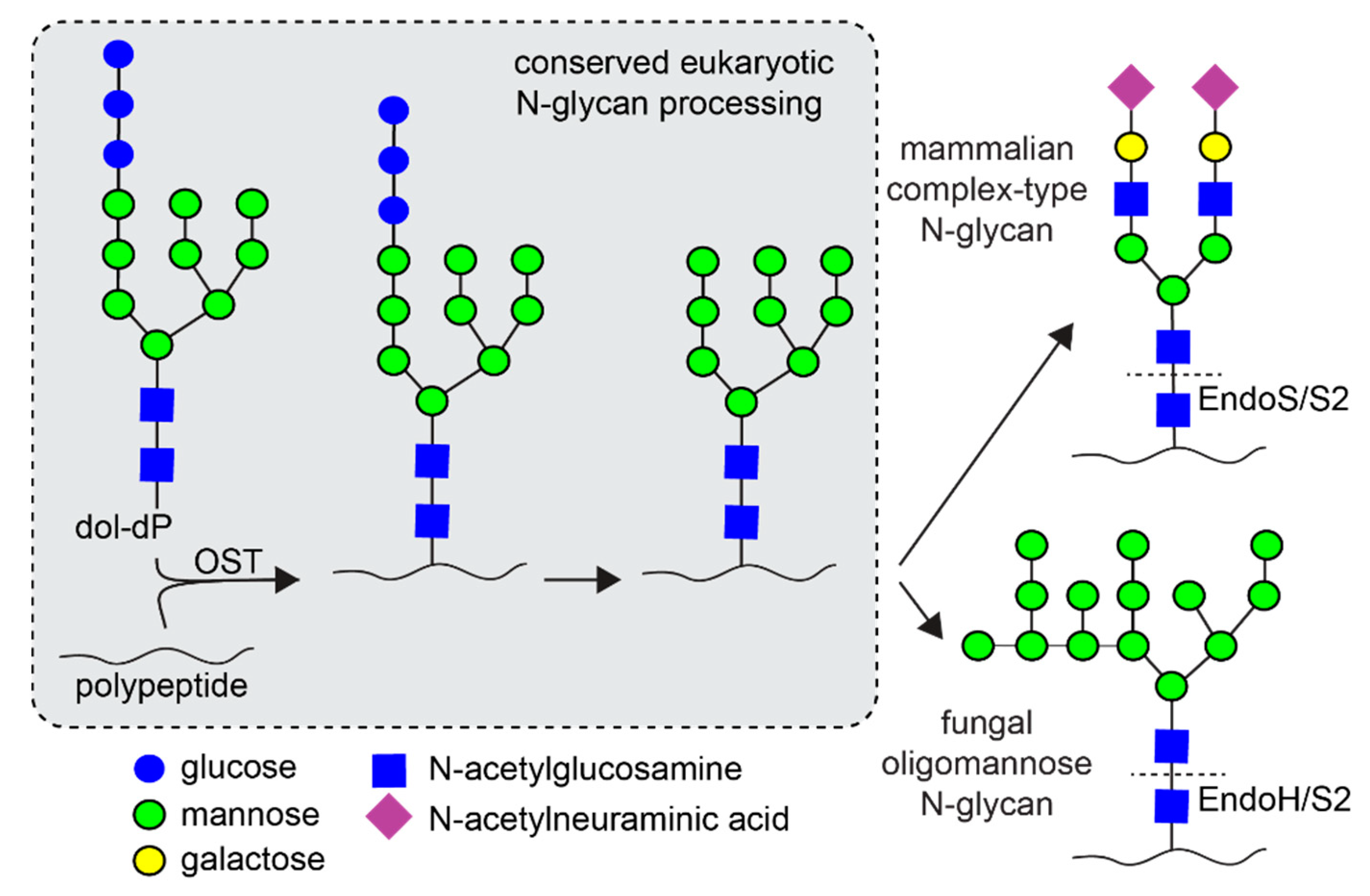 Antibodies 10 00038 g001