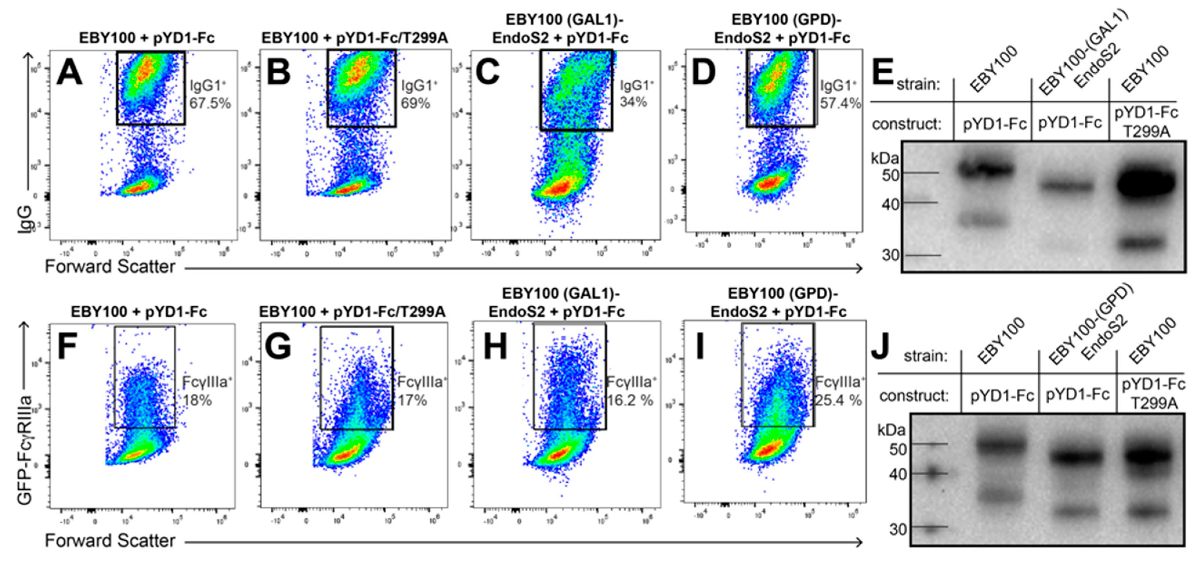 Antibodies 10 00038 g003