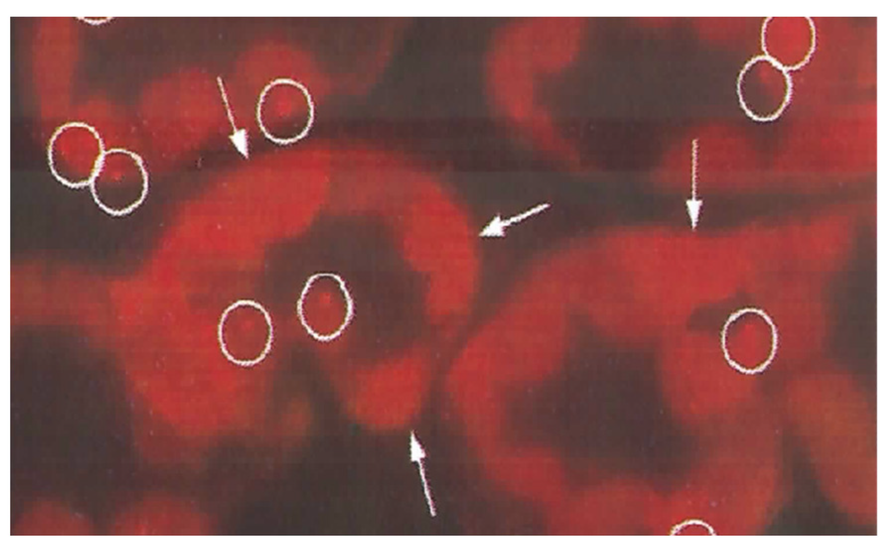Antibodies 10 00043 g003 Antibodies 10 00043 g003