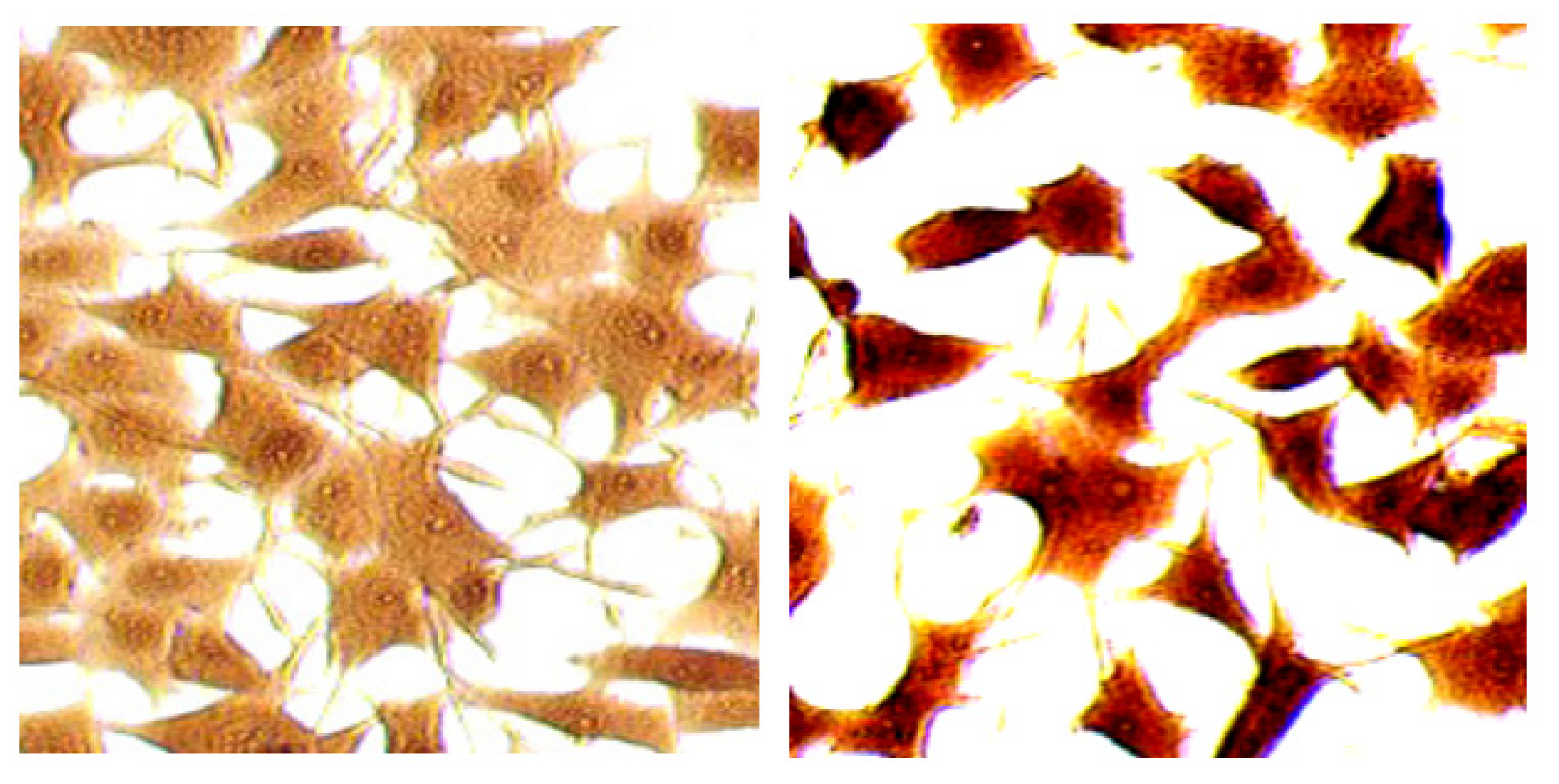 Antibodies 10 00043 g004 Antibodies 10 00043 g004