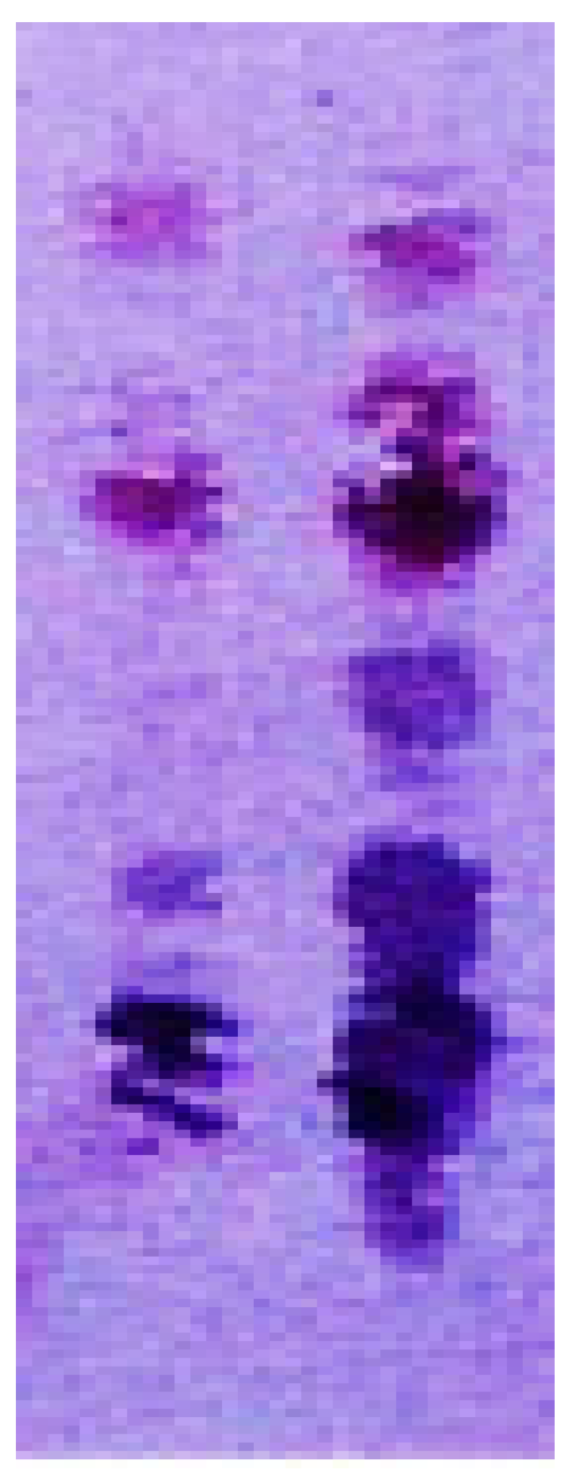 Antibodies 10 00043 g008 Antibodies 10 00043 g008