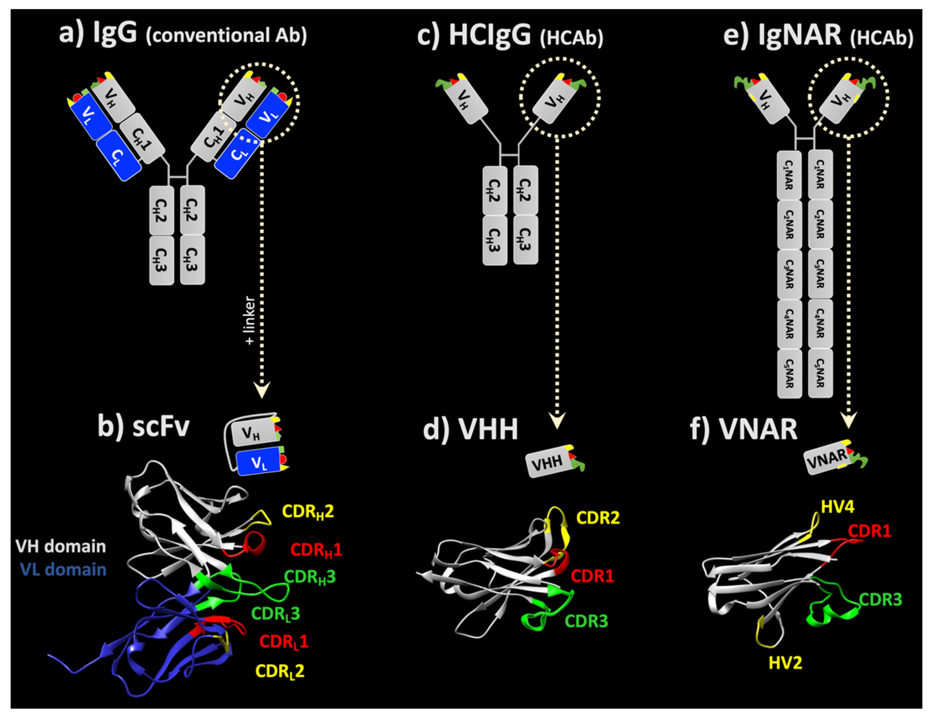 Antibodies 10 00047 g001 Antibodies 10 00047 g001
