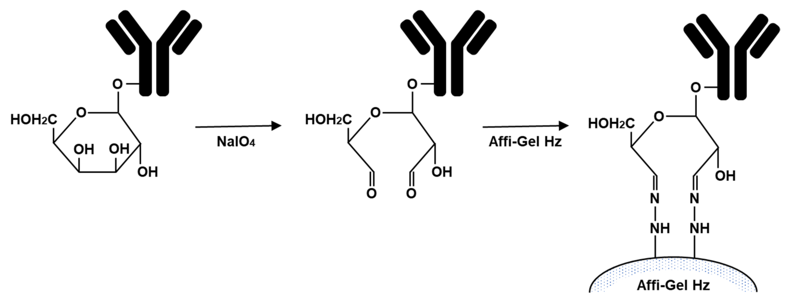 Antibodies 10 00048 g001 Antibodies 10 00048 g001