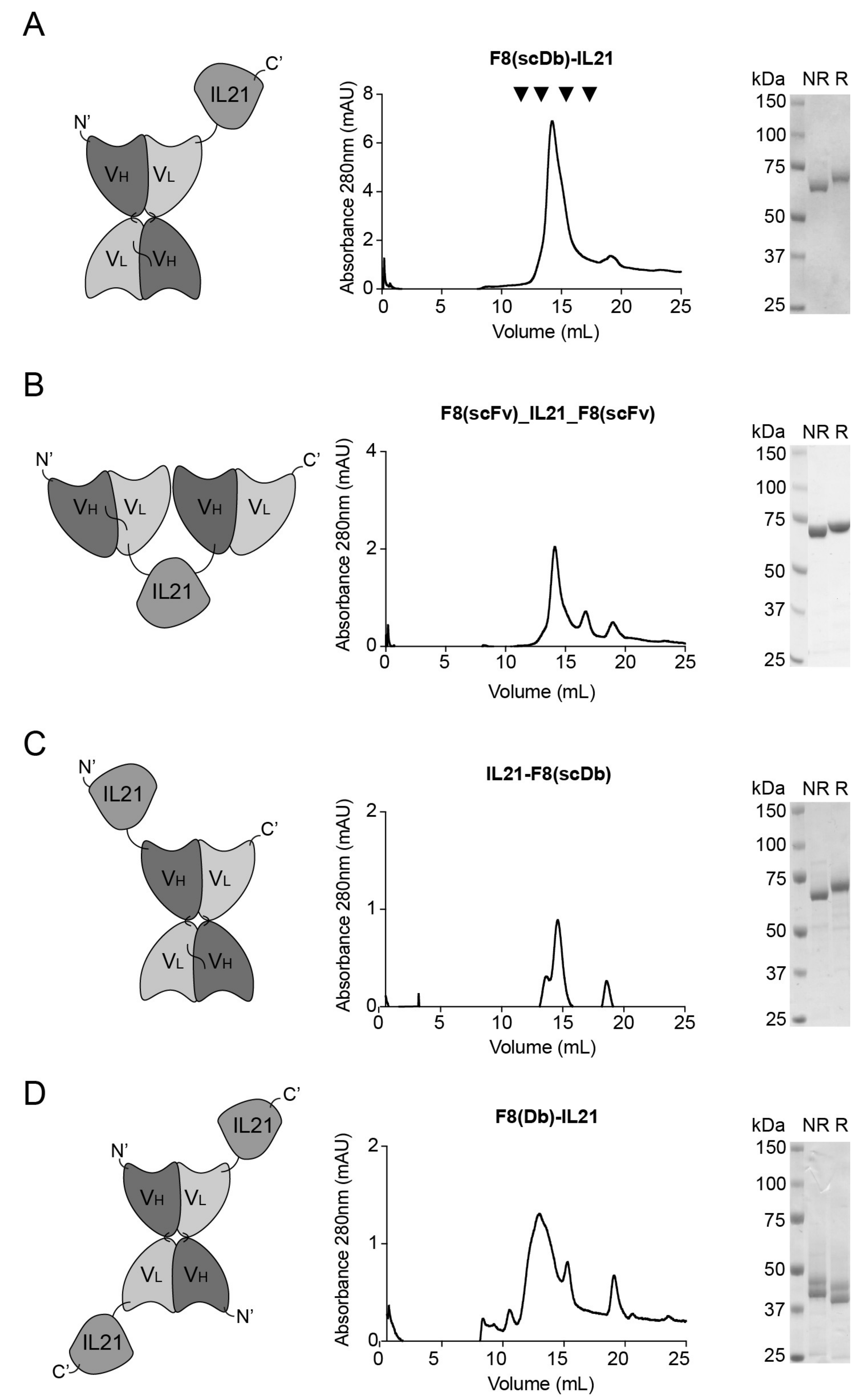 Antibodies 11 00019 g001
