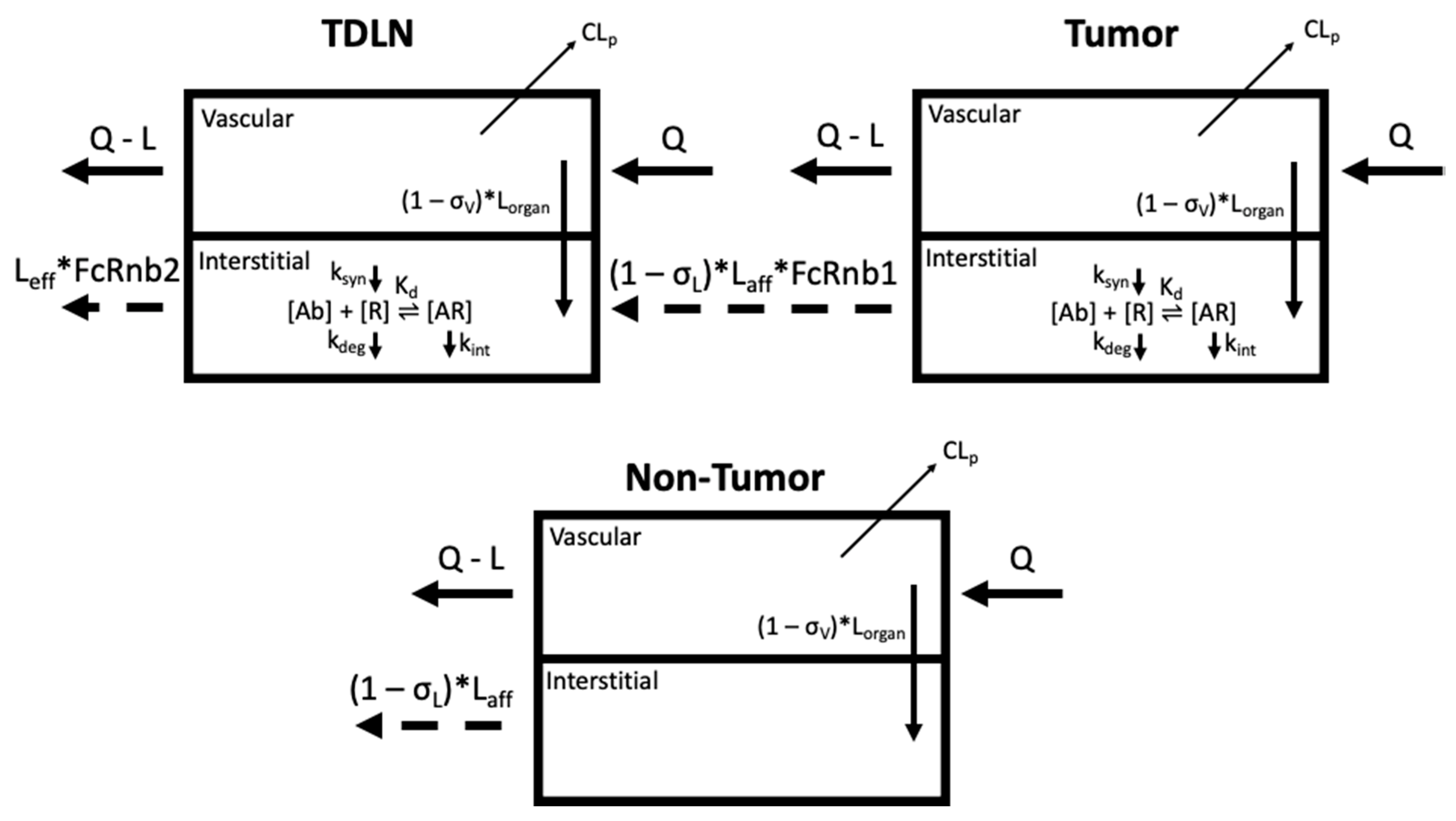 Antibodies 11 00028 g001