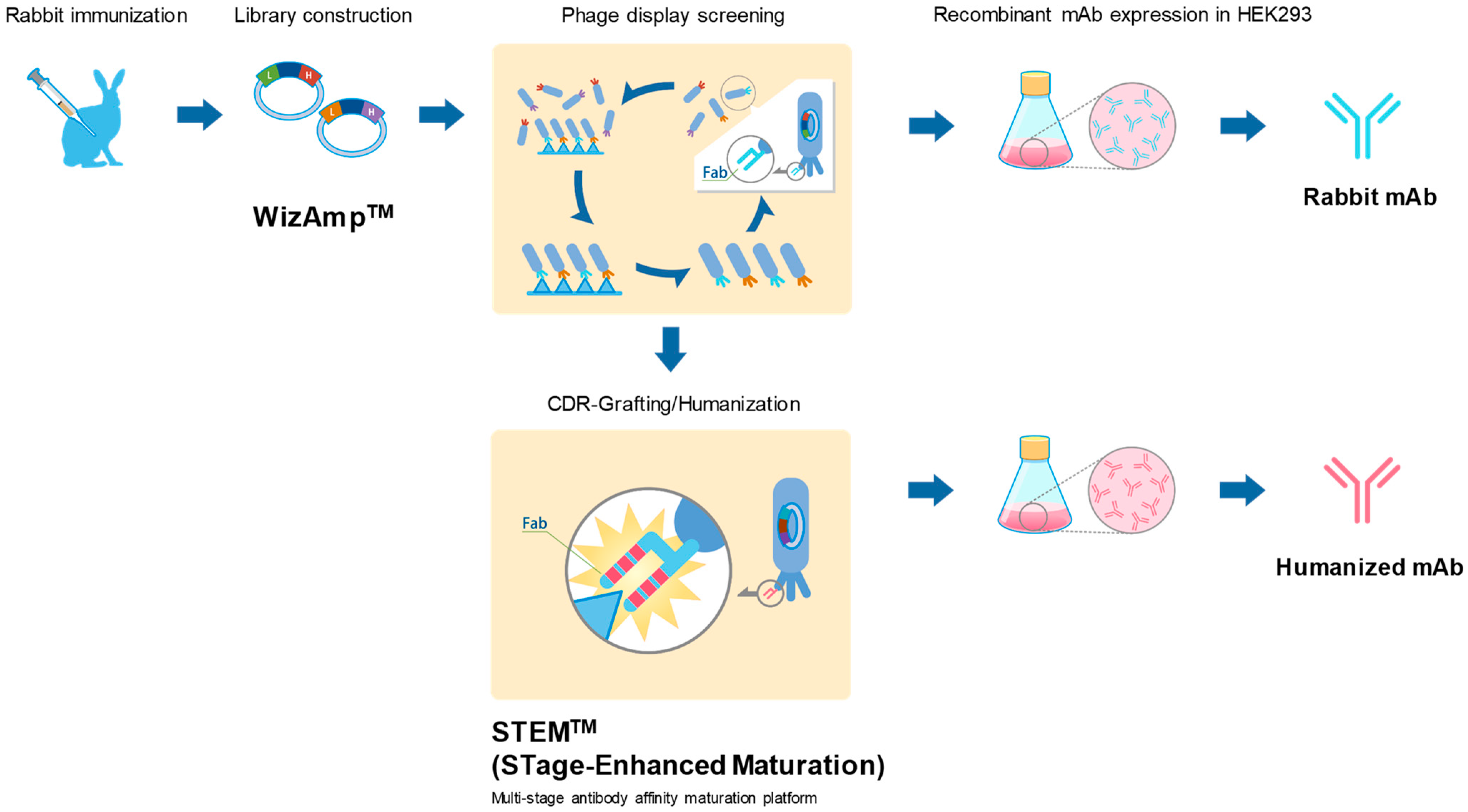 Antibodies 11 00036 g001 Antibodies 11 00036 g001