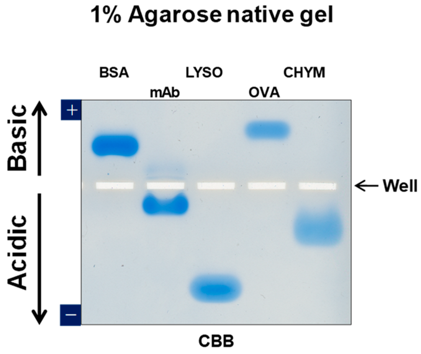Protein a agarose protocol