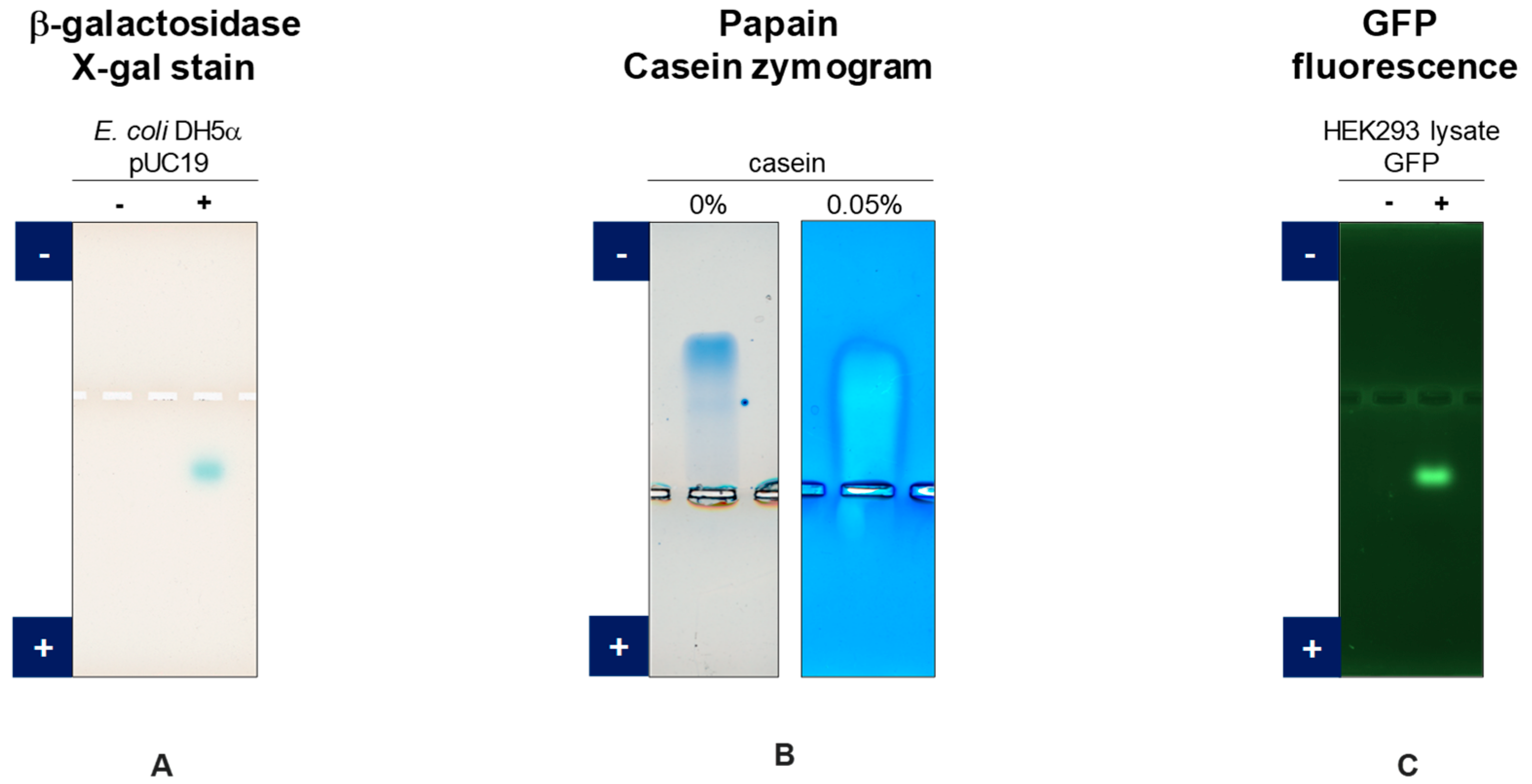 Antibodies 11 00036 g006 Antibodies 11 00036 g006