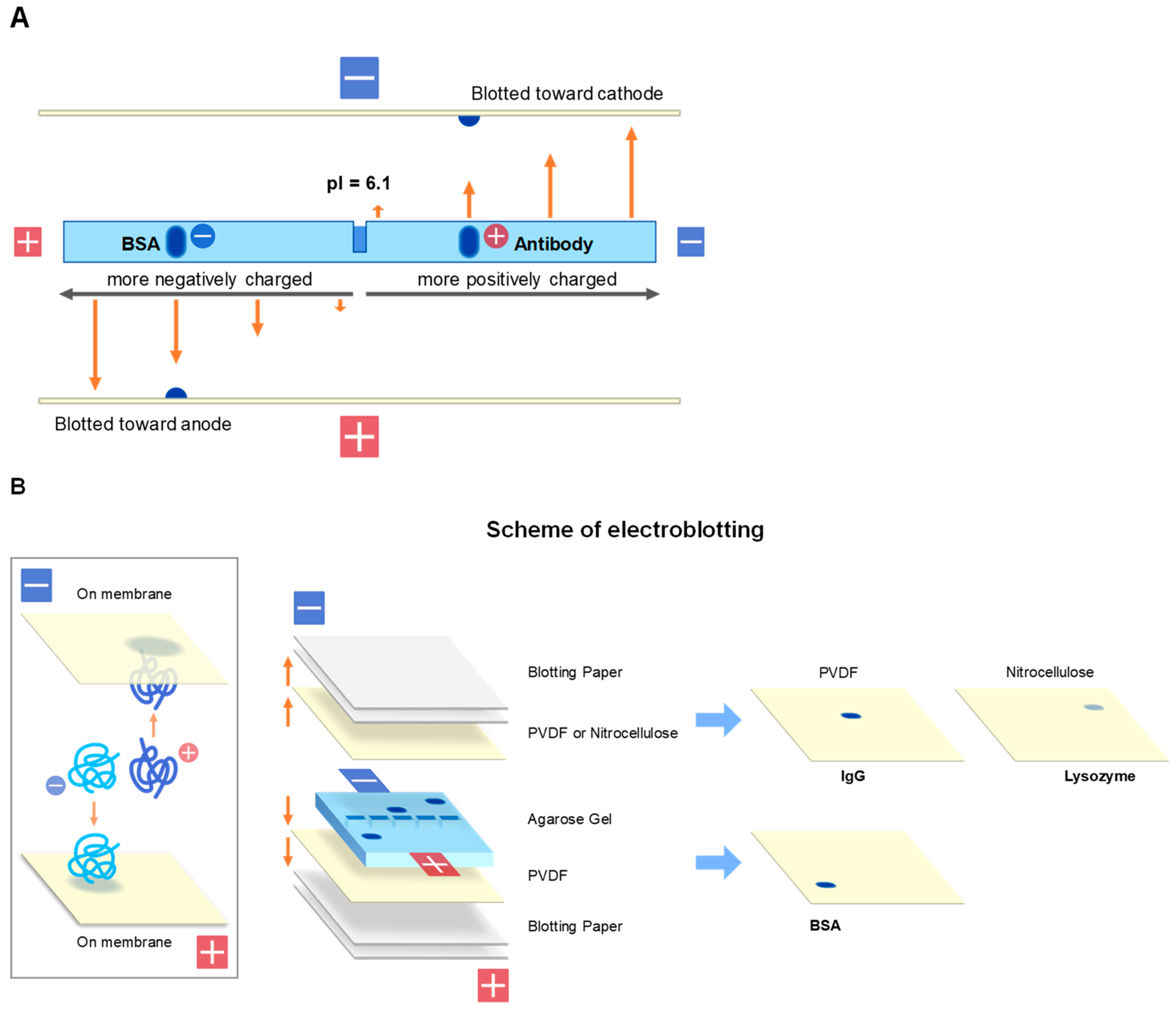 Antibodies 11 00036 g008 Antibodies 11 00036 g008