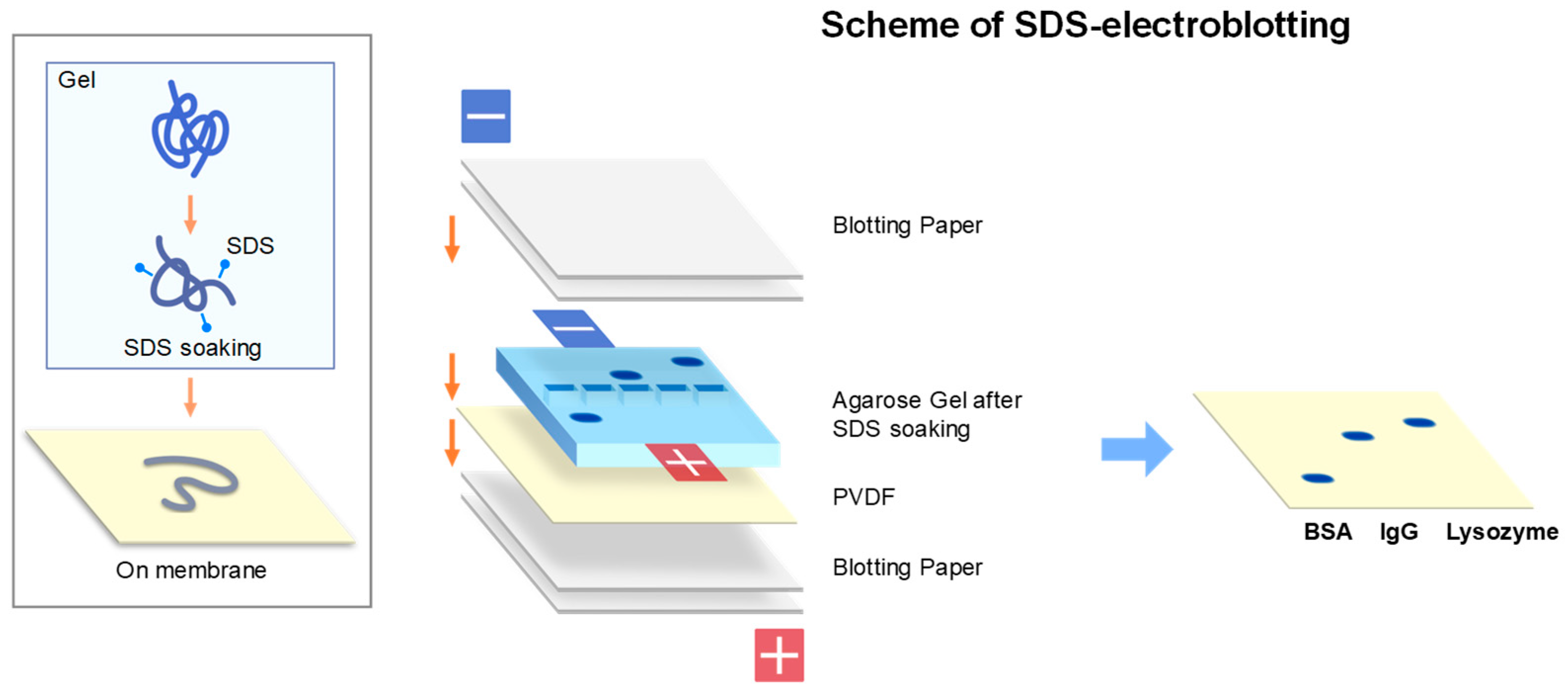Antibodies 11 00036 g009 Antibodies 11 00036 g009