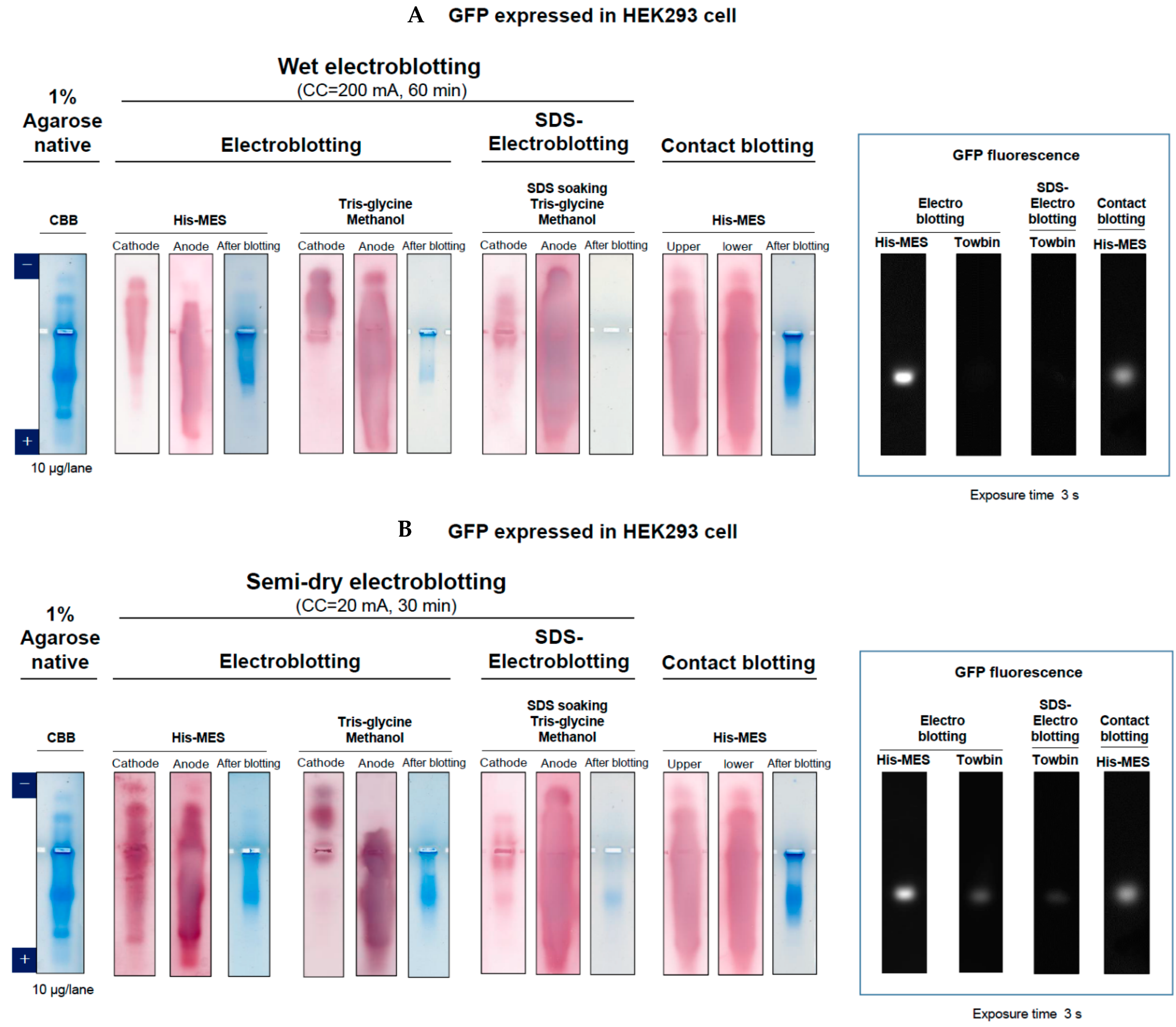 Antibodies 11 00036 g010 Antibodies 11 00036 g010