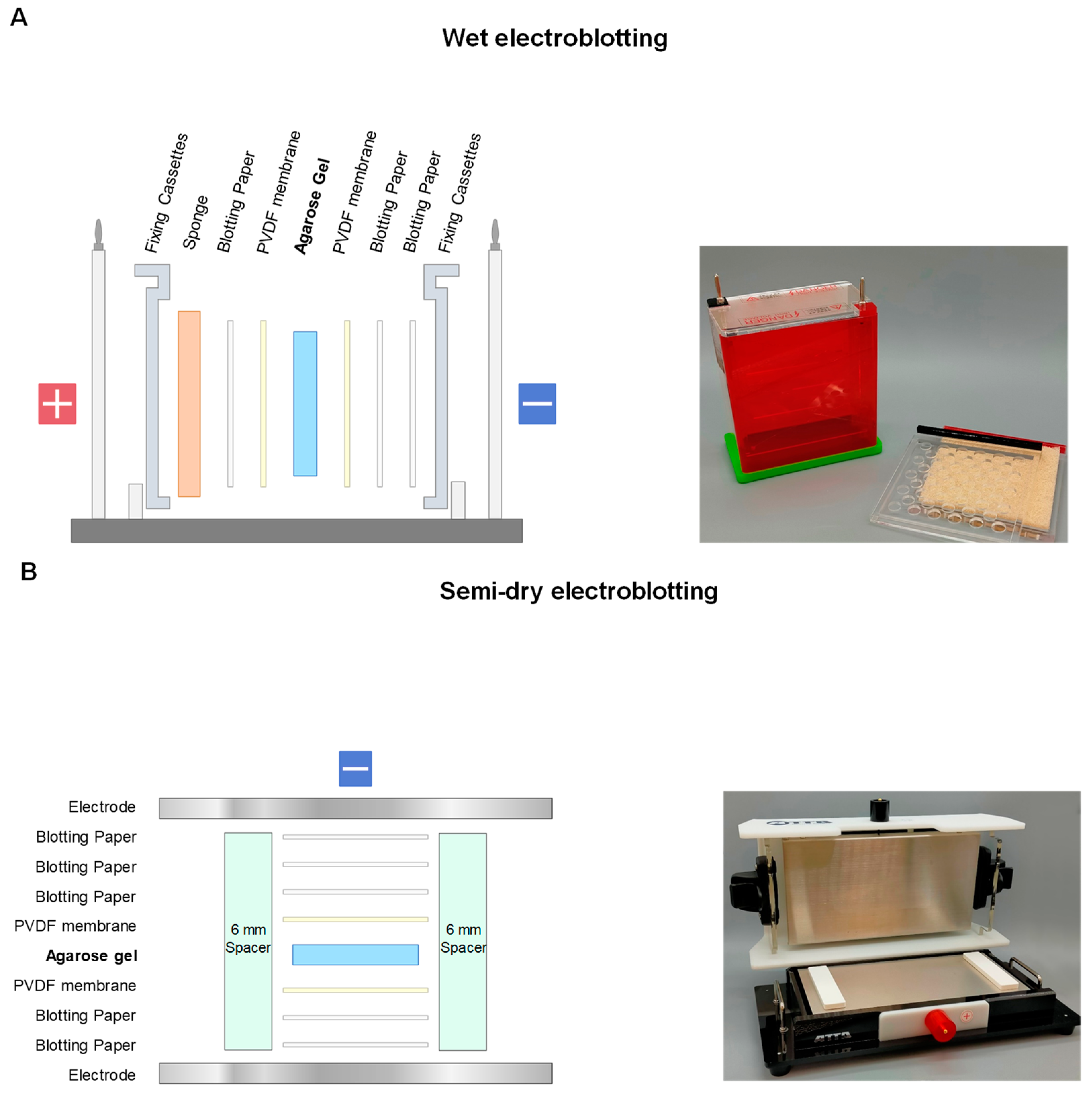 Antibodies 11 00036 g012 Antibodies 11 00036 g012