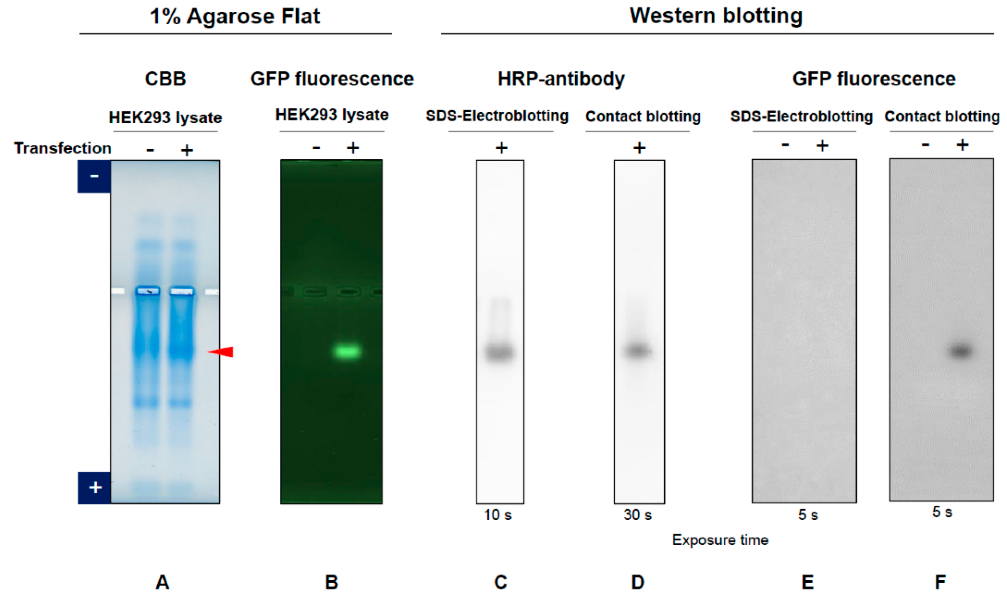 Antibodies 11 00036 g013 Antibodies 11 00036 g013