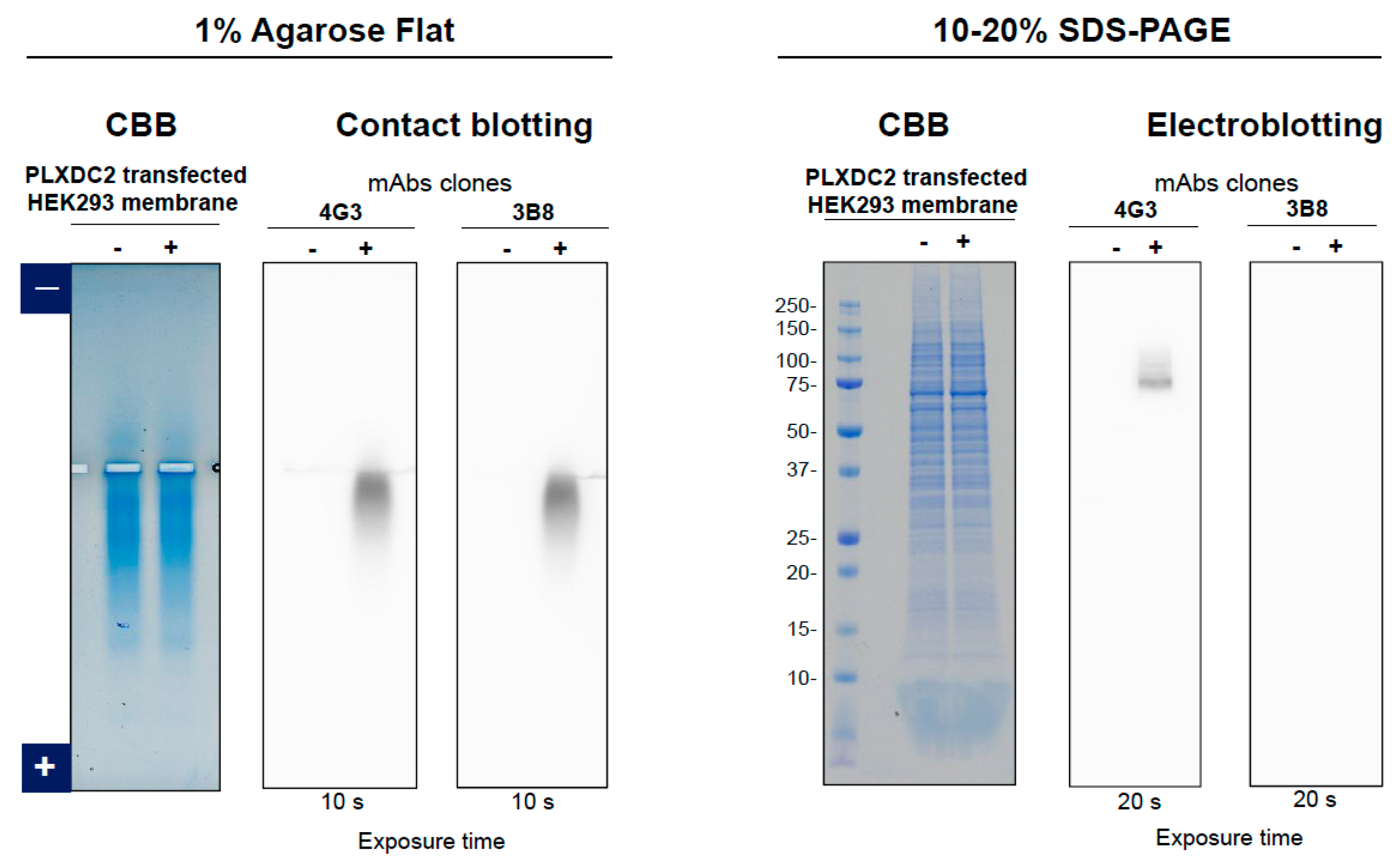 Antibodies 11 00036 g014 Antibodies 11 00036 g014
