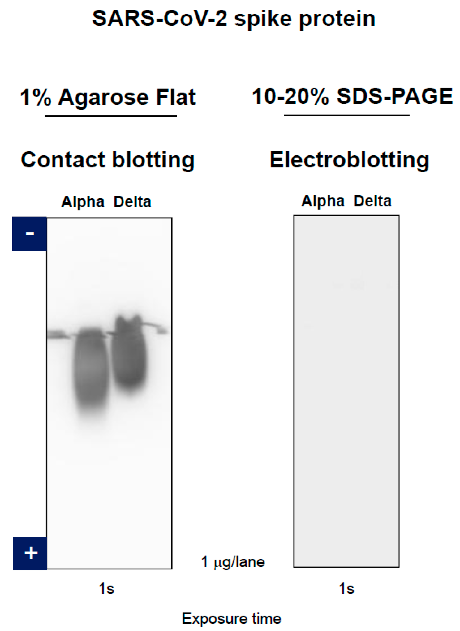 Antibodies 11 00036 g015 Antibodies 11 00036 g015