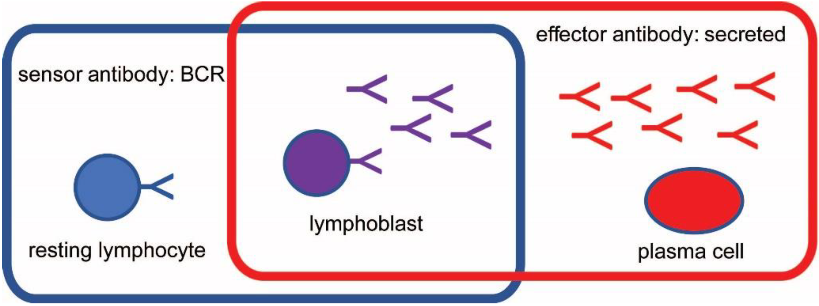 Antibodies 11 00043 g001