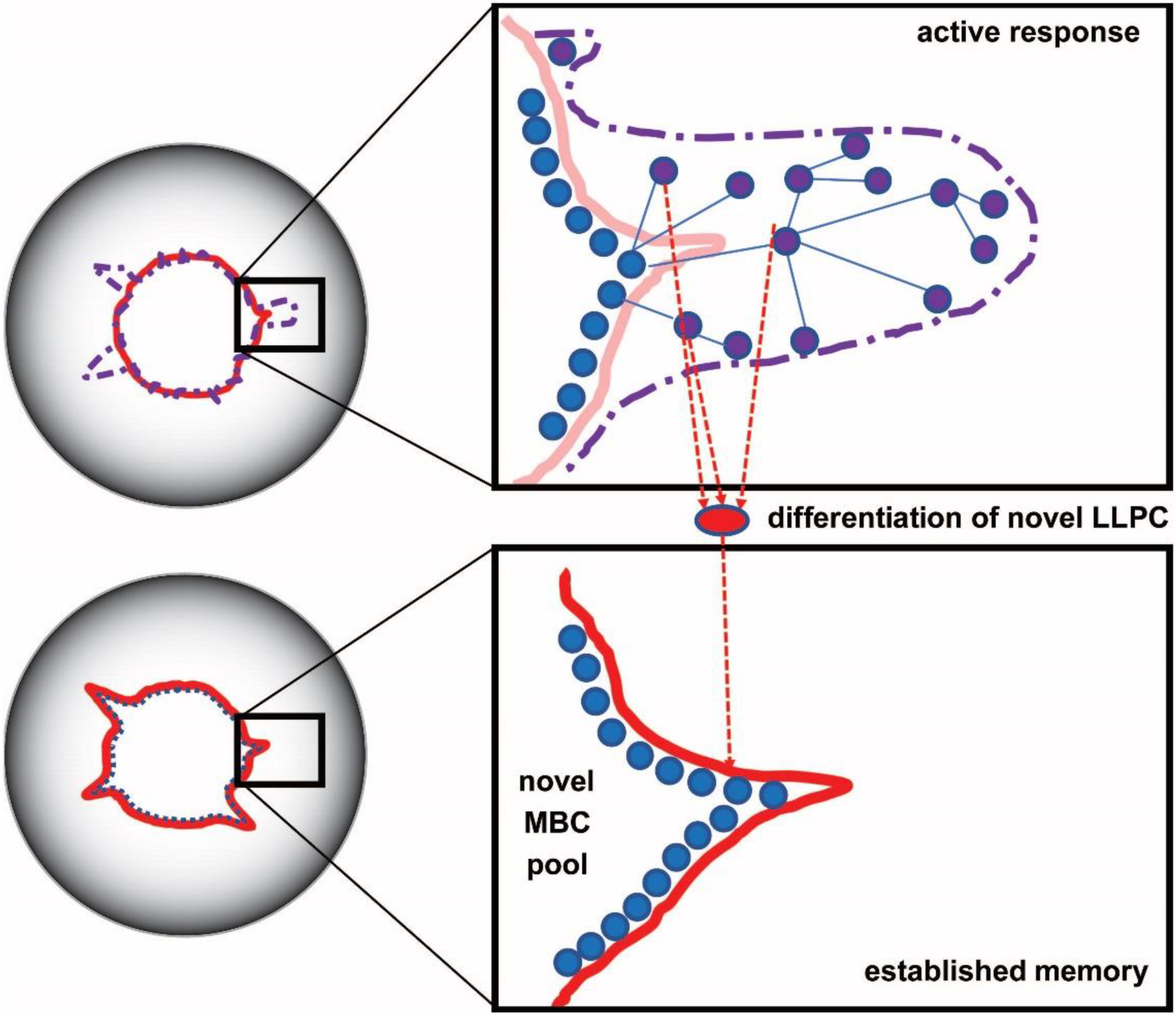 Antibodies 11 00043 g003