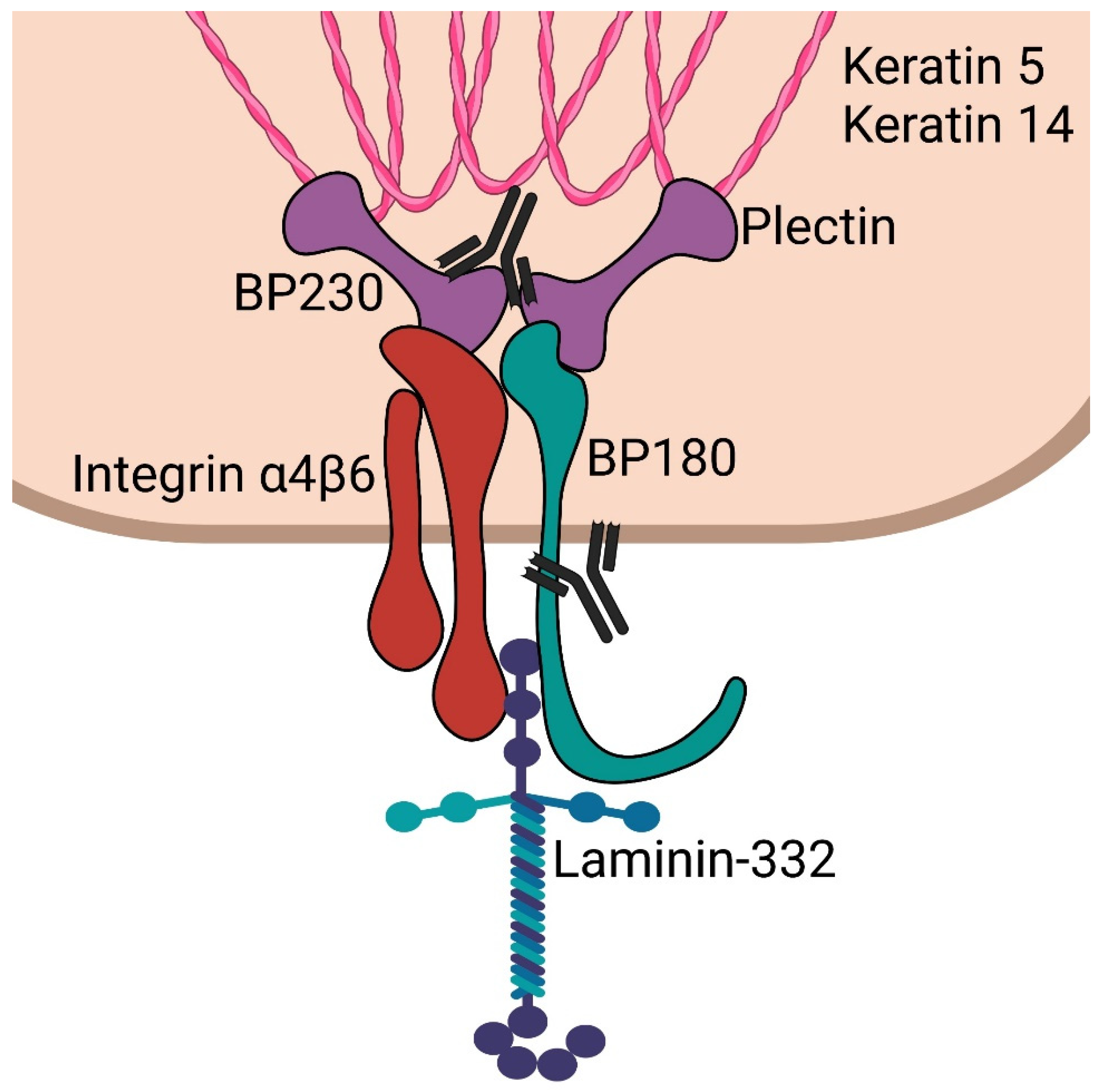 Antibodies 11 00044 g001